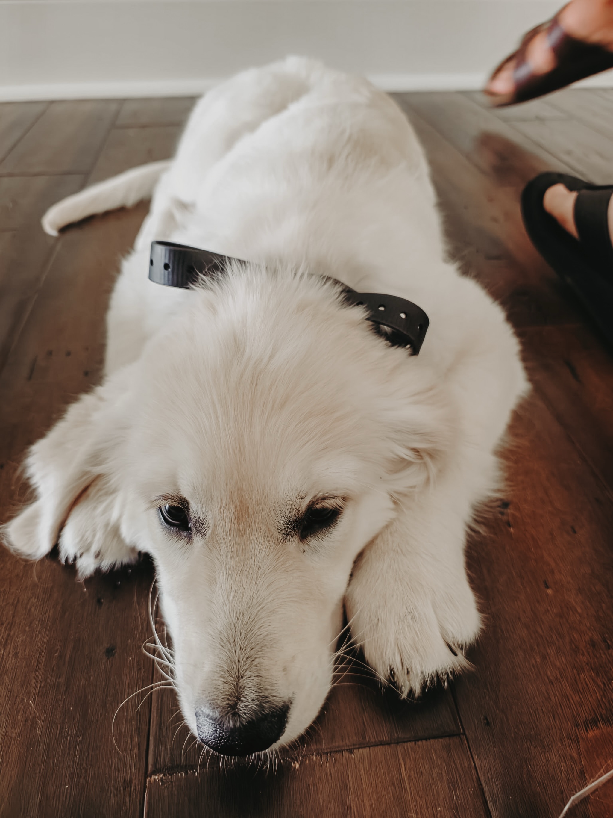 Training a new skill takes a lot of mental energy!🐾
Isla worked hard on leash etiquette, come, and off today and she was ready for a nap after her session!😴

.
.
.
.


