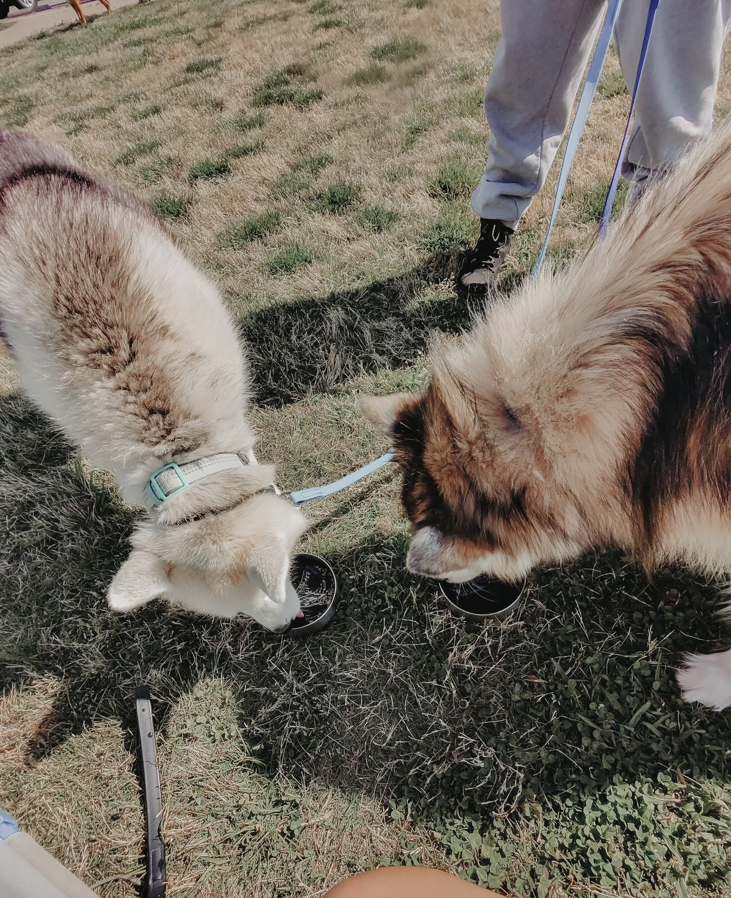 Your weekly reminder that we have group class this Saturday, 5/2! As we get into these warmer weekends don&rsquo;t forget to bring your pup some water. The park also has a water fountain available for the dogs!🚰🐶

.
.
.
.

