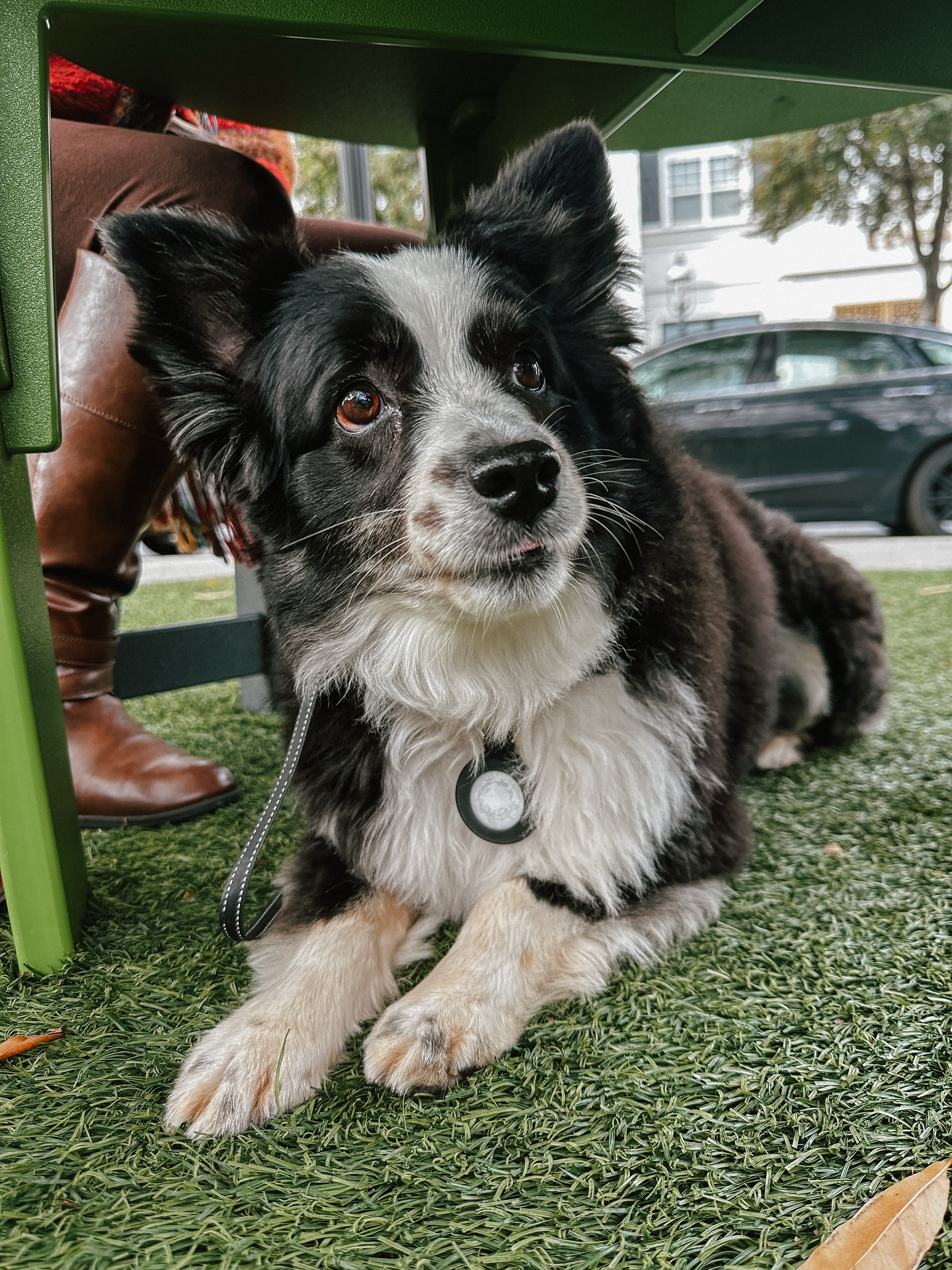 Miss Nova went from barking and lunging at other dogs to now being able to walk past them and hangout in a down calmly as she watches the cars and people with their dogs walk by!💪🏼🐶

.
.
.
.

