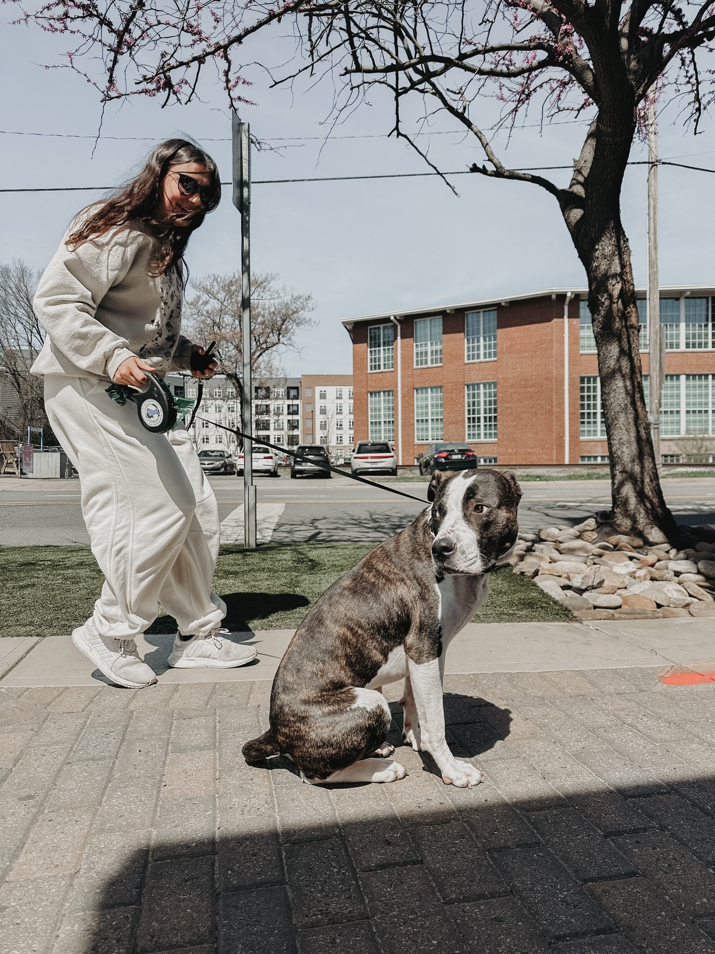 Dog training is what you make it, so let&rsquo;s make it fun!💗

Ozzy during his sit session working on impulse control with his owner!👏

.
.
.
.

