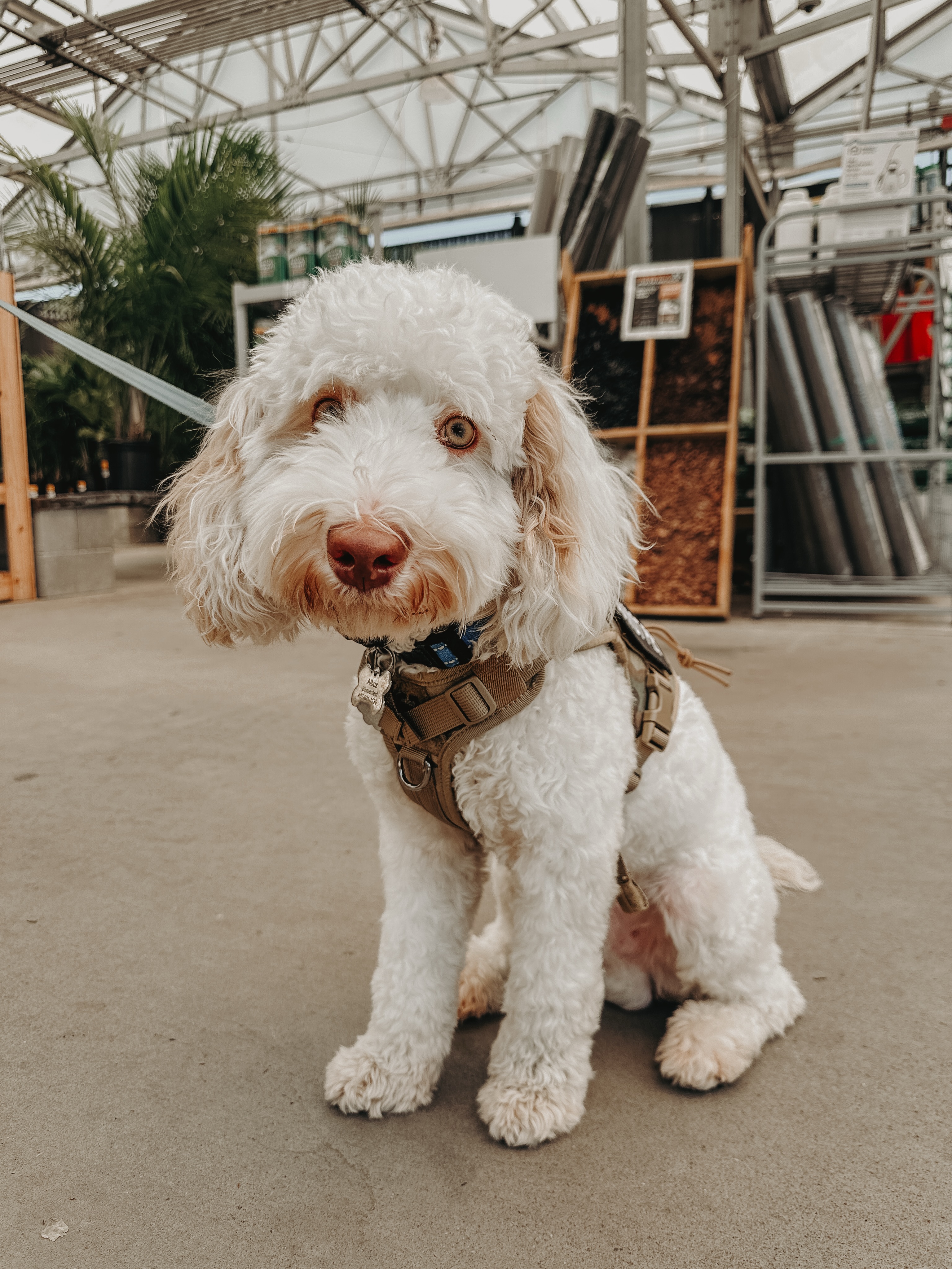 Albus has started public access training!🐾🤩

.
.
.
.

