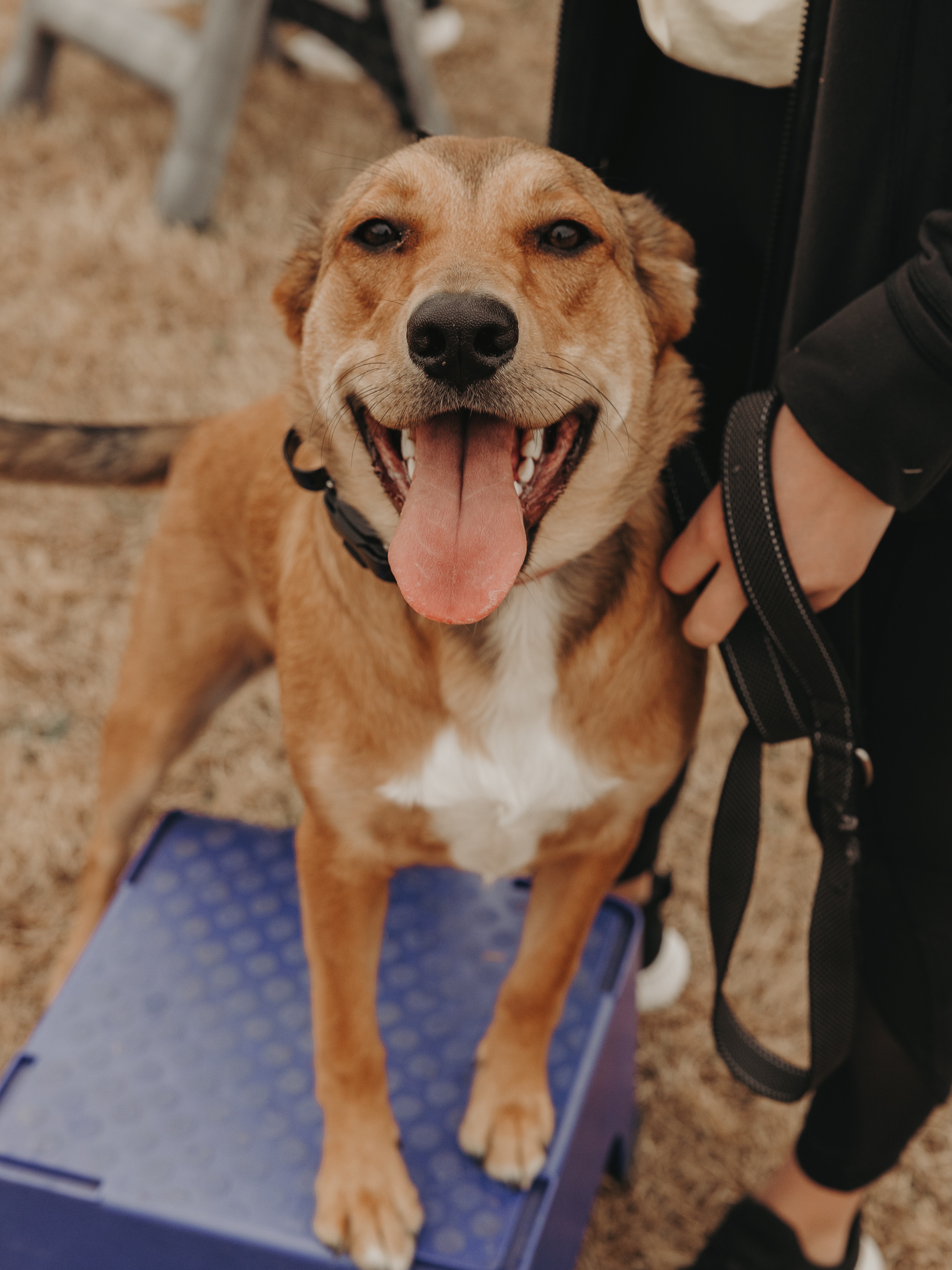 Group class this Saturday! Make sure you&rsquo;re signed up via online or messaging us to add you to the list in the office. See you guys on Saturday!🥰🐾

.
.
.
.

