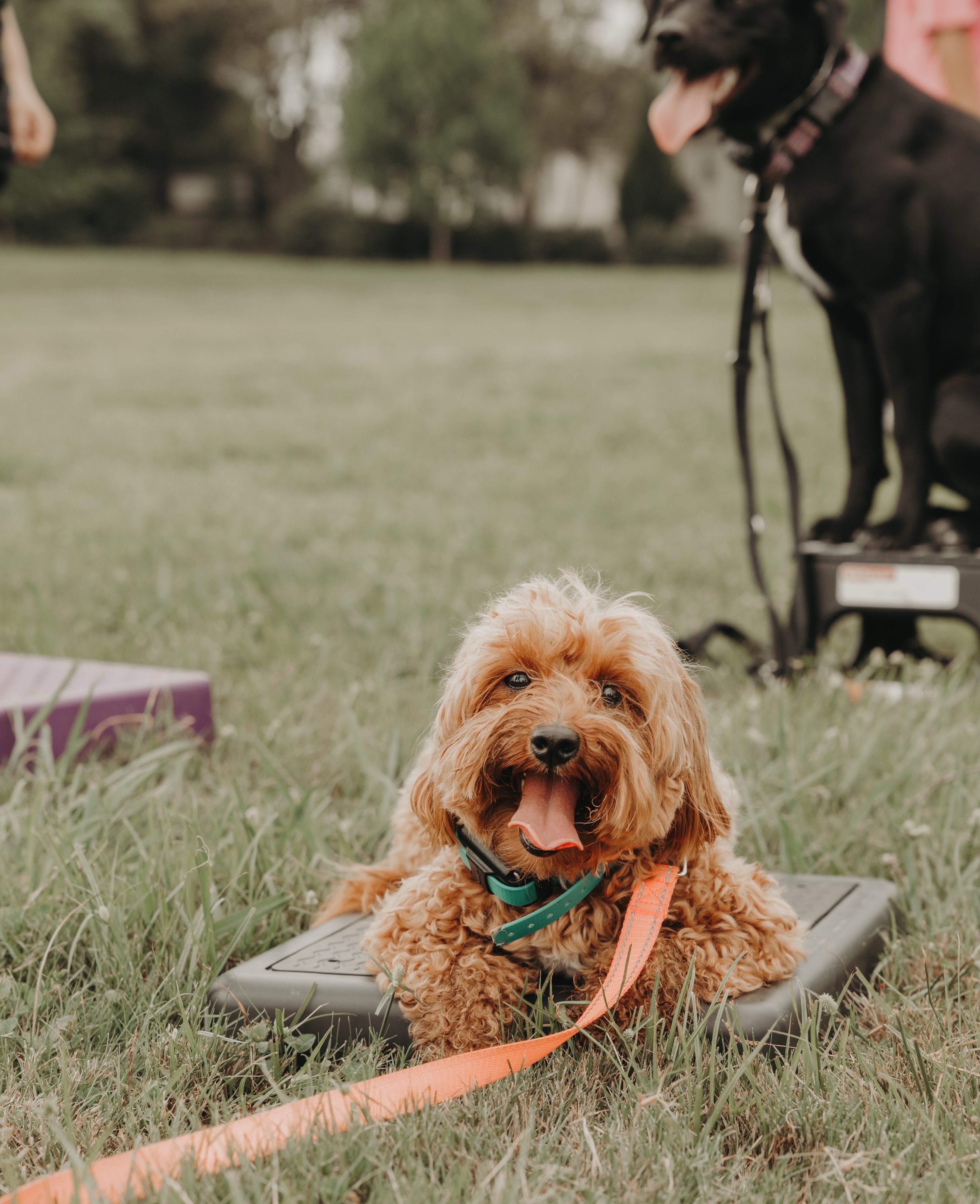 Miss Mabel found the perfect sized place item for her at class the other week!🥰

*reminder that we do have group class this Saturday 8/29. Make sure you&rsquo;re signed up via online or by messaging our office📱

.
.
.
.

