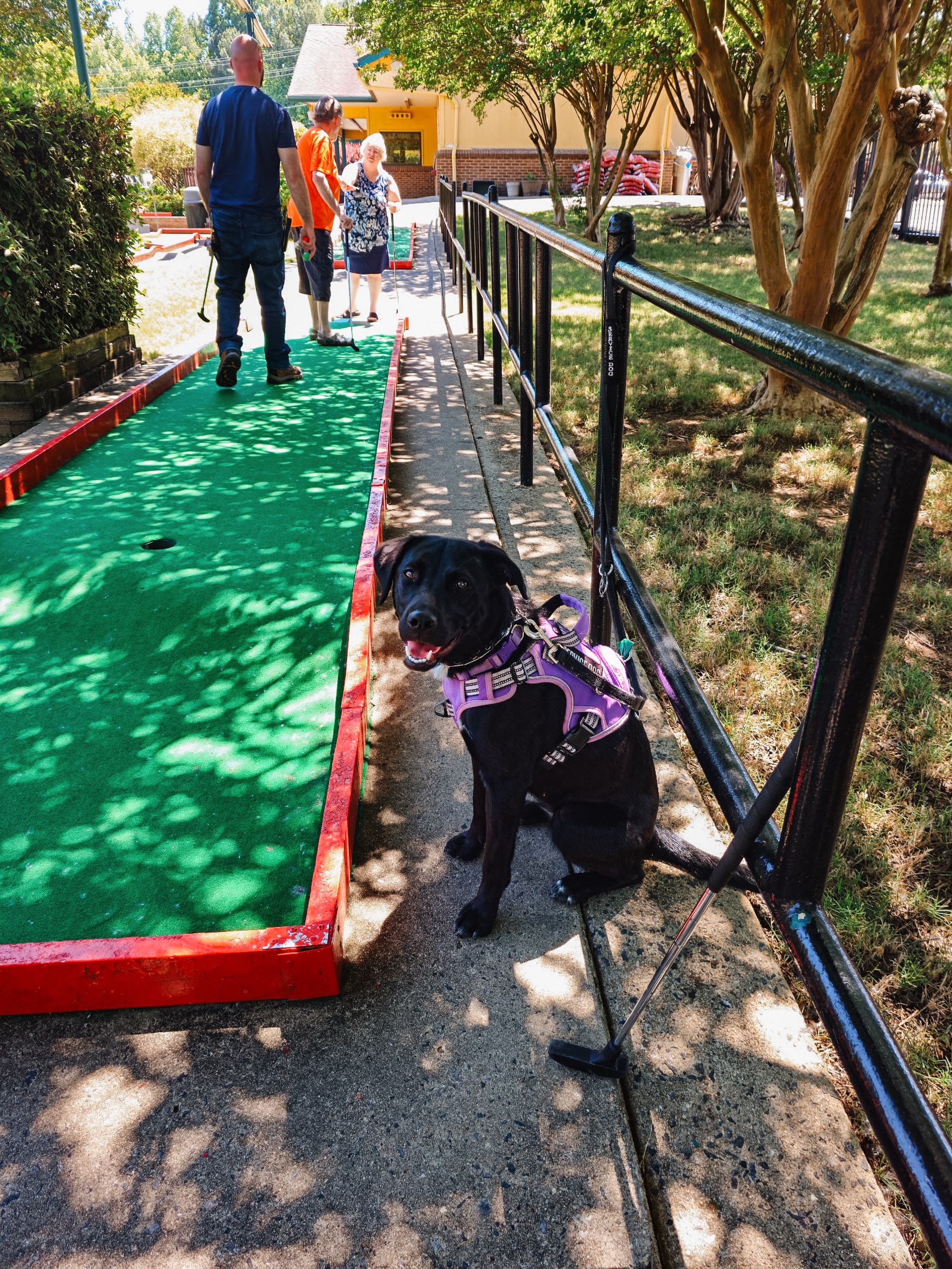Mischief enjoying some vacation time which means she gets to experience some new things with her handler, including some putt putt action!🤩⛳️

Having that impulse control kept her calm while everyone was able to hit the balls during the game!

.
.
.
.

