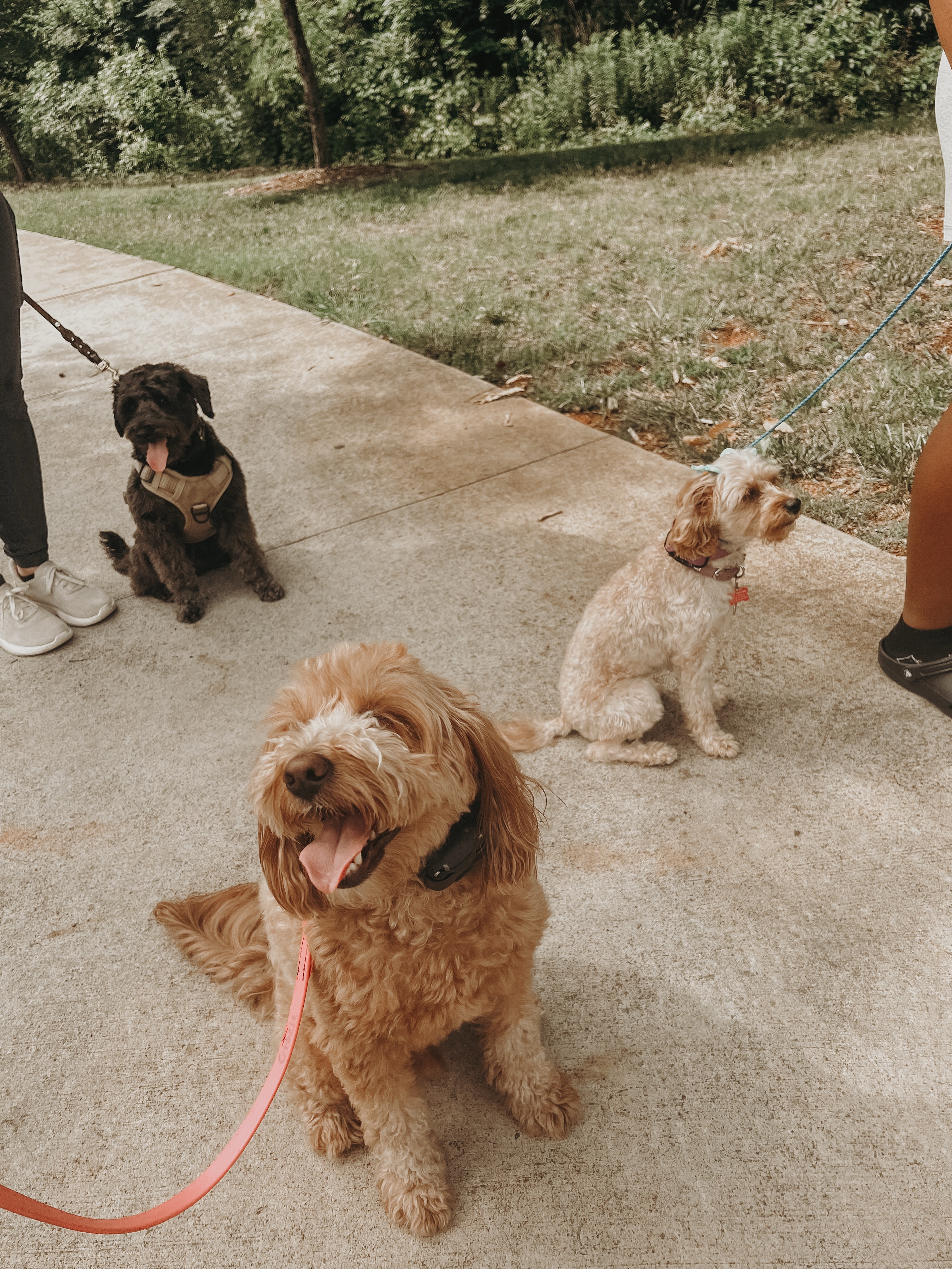 Reminder that there is no group class this Saturday 8/8! Take this opportunity to take your dog on a new adventure this weekend!🐶

.
.
.
.


