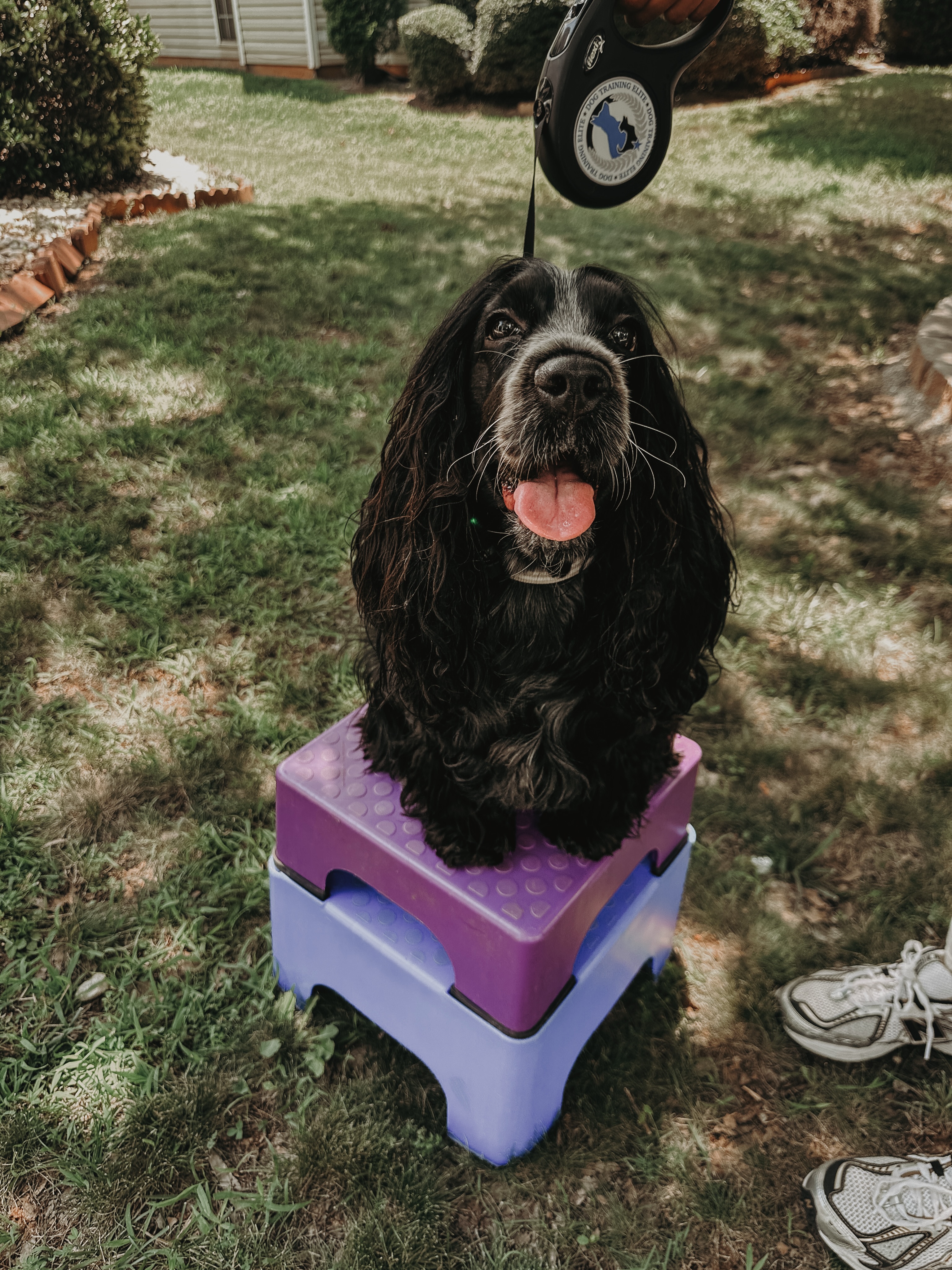 Introducing Miss Ella! 🐶 She&rsquo;s going through obedience training to go into service training to become a service dog for her momma!👏

.
.
.
.

