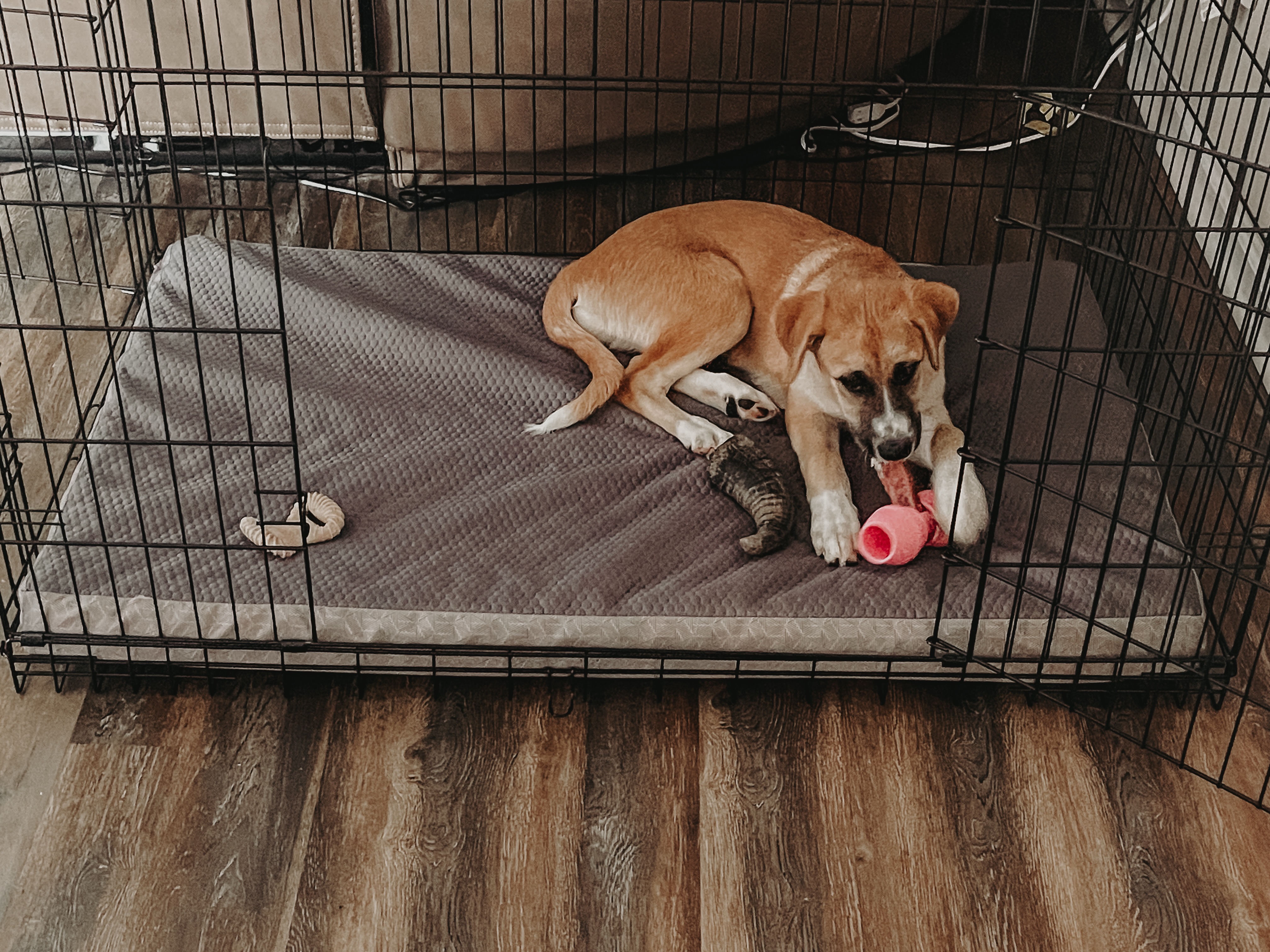 Crate training should be a positive experience!🐾

We want our dogs to think of their crate as their safe space when they just want to go hangout alone and decompress. It&rsquo;s also a great tool to keep your pet safe while you&rsquo;re gone especially in the early years!

Is your dog crate trained?🤔

.
.
.
.

