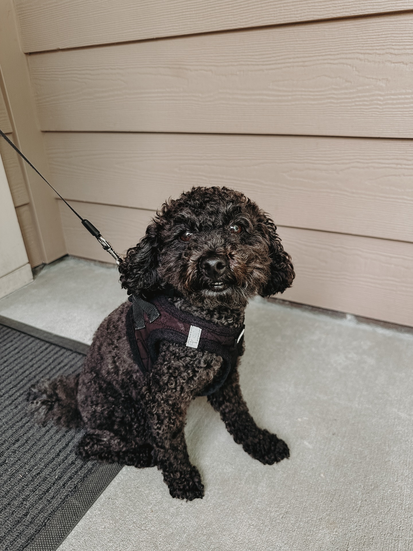 Introducing Mr. Casey!🐶

Casey is a smart little pup that is learning that he doesn&rsquo;t need to resource guard or protect his people - we just want him to be a dog and enjoy life! 

When a dog feels like they have to be the protector but they aren&rsquo;t comfortable in that role, that&rsquo;s when that pent up energy turns into anxiety or reactivity. 

Giving your dog clear boundaries and small jobs to do throughout the day is the key to getting rid of those bad habits that anxiety and reactivity creates. 

Know that you need help but don&rsquo;t know where to start? Give us a call at 980.680.2030 to speak to an experienced trainer about what your next steps are!😊

.
.
.
.

