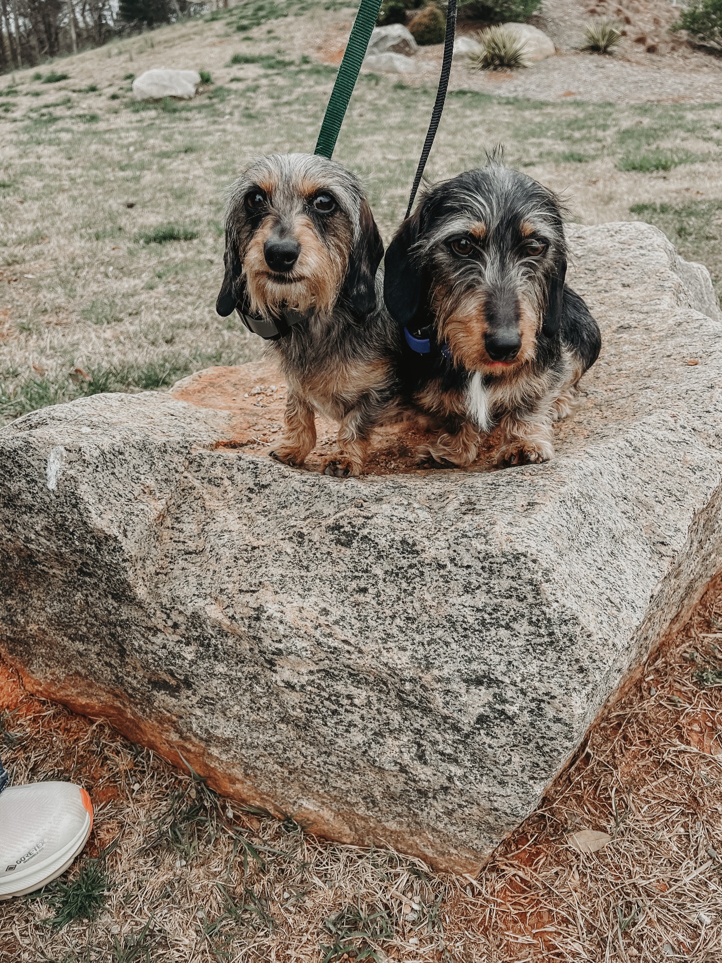 Smokey and Bandit sharing a rock during a &ldquo;place&rdquo; exercise during group class!👏

.
.
.
.

