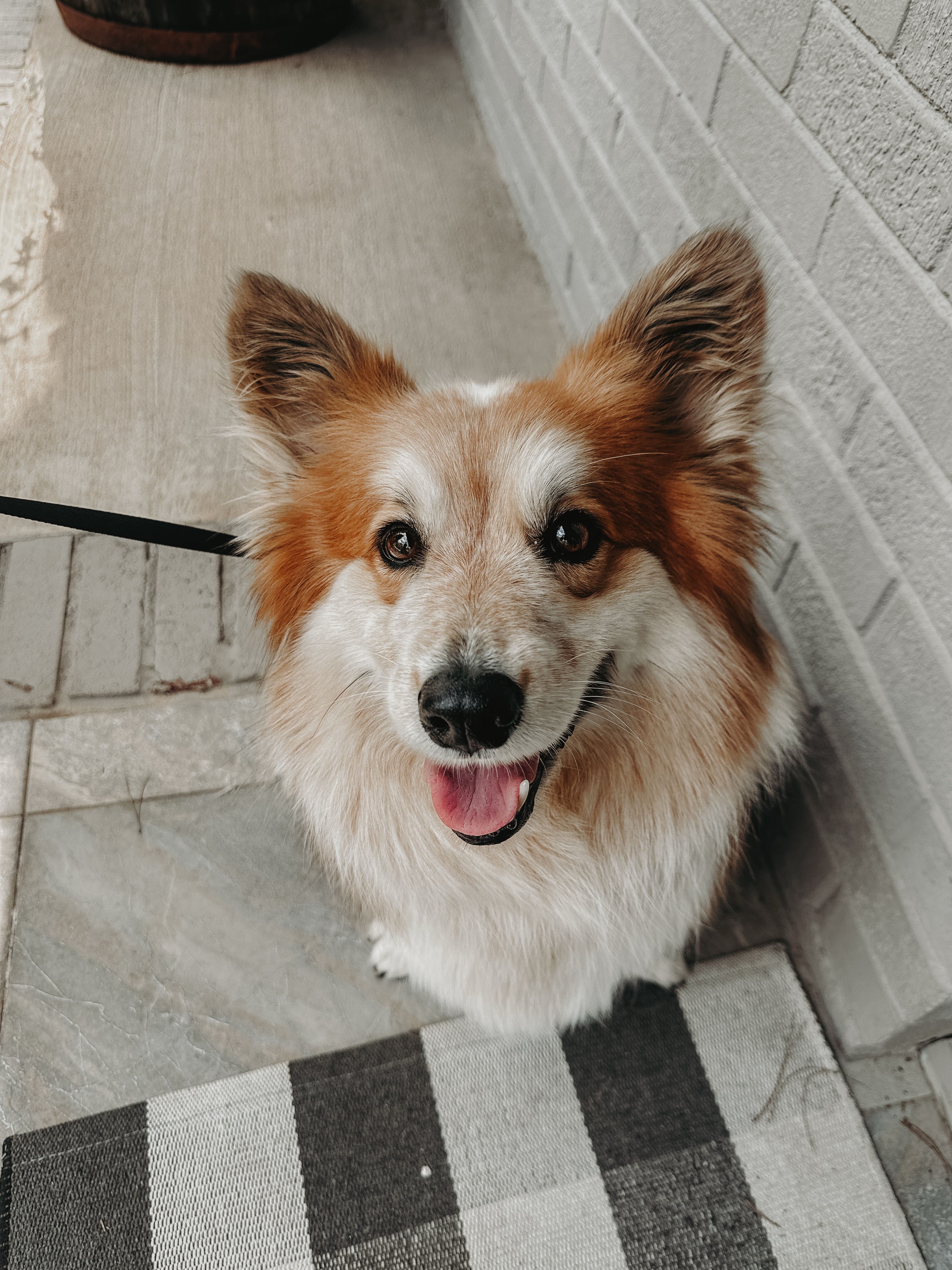 Introducing Mr. Spud!🐶

This cutie was his parent&rsquo;s first baby but now he&rsquo;s getting a human sibling soon. While it&rsquo;s a beautiful and exciting time, it can also be overwhelming and stressful. We are helping Spud and his family build a better relationship dynamic so that Spud is the best boy he can be when his parents bring the new baby home!🥰 

.
.
.
.

