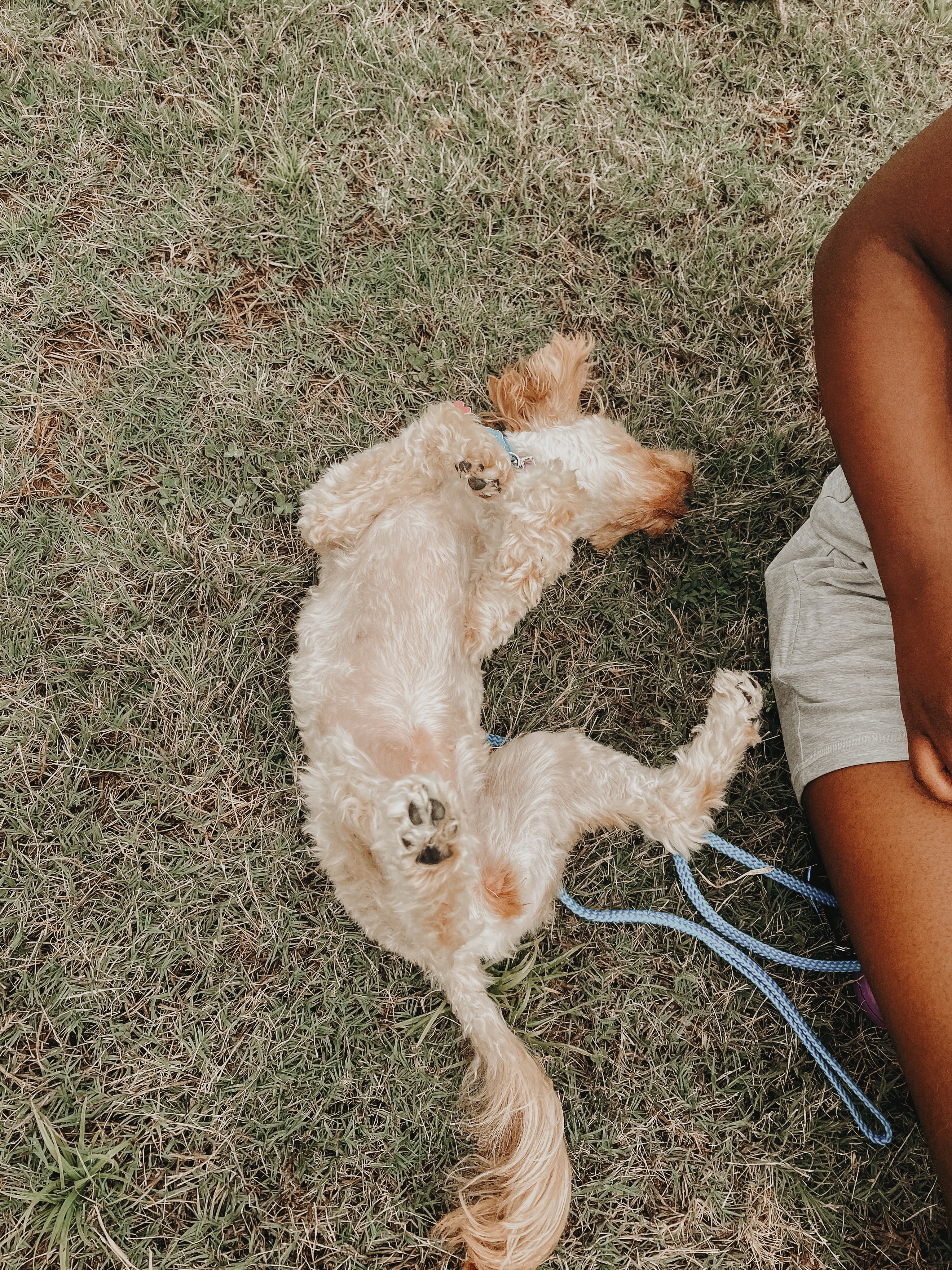 Training is about building structure and build good social manners to give our dogs more freedom to enjoy life. It doesn&rsquo;t take away the fun and goofy personalities they have!🤪🥰

.
.
.
.

