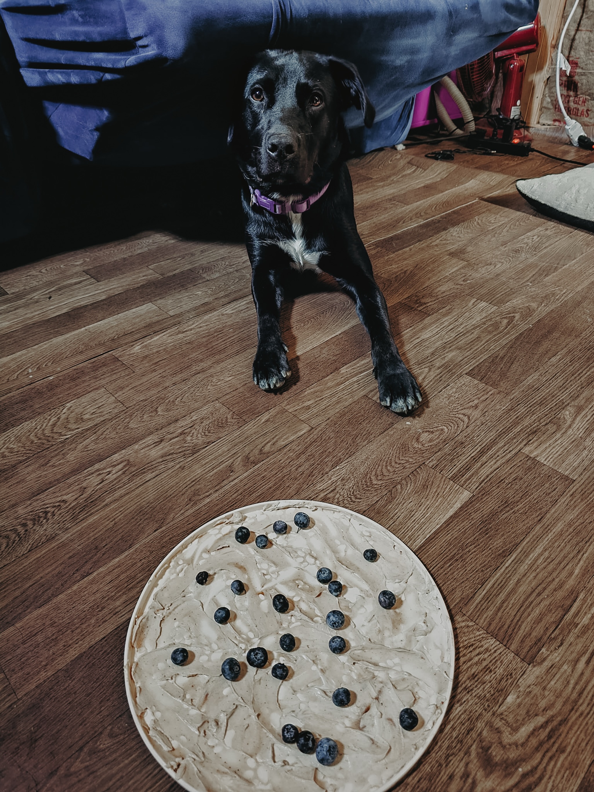 Mischief enjoying a yummy treat to cool down in this heat!🐶

Peanut butter, Greek yogurt, and blueberry lick mat!😋

.
.
.
.

