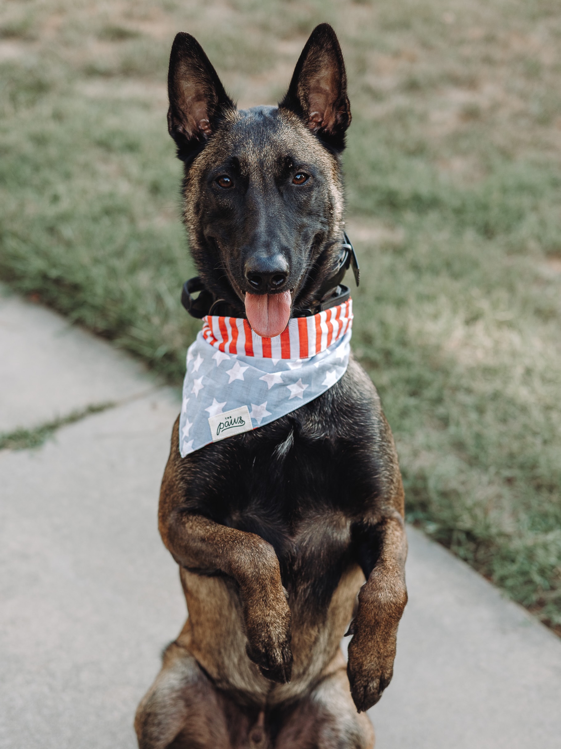 Happy Memorial Day!❤️🤍💙🐾

.
.
.
.

