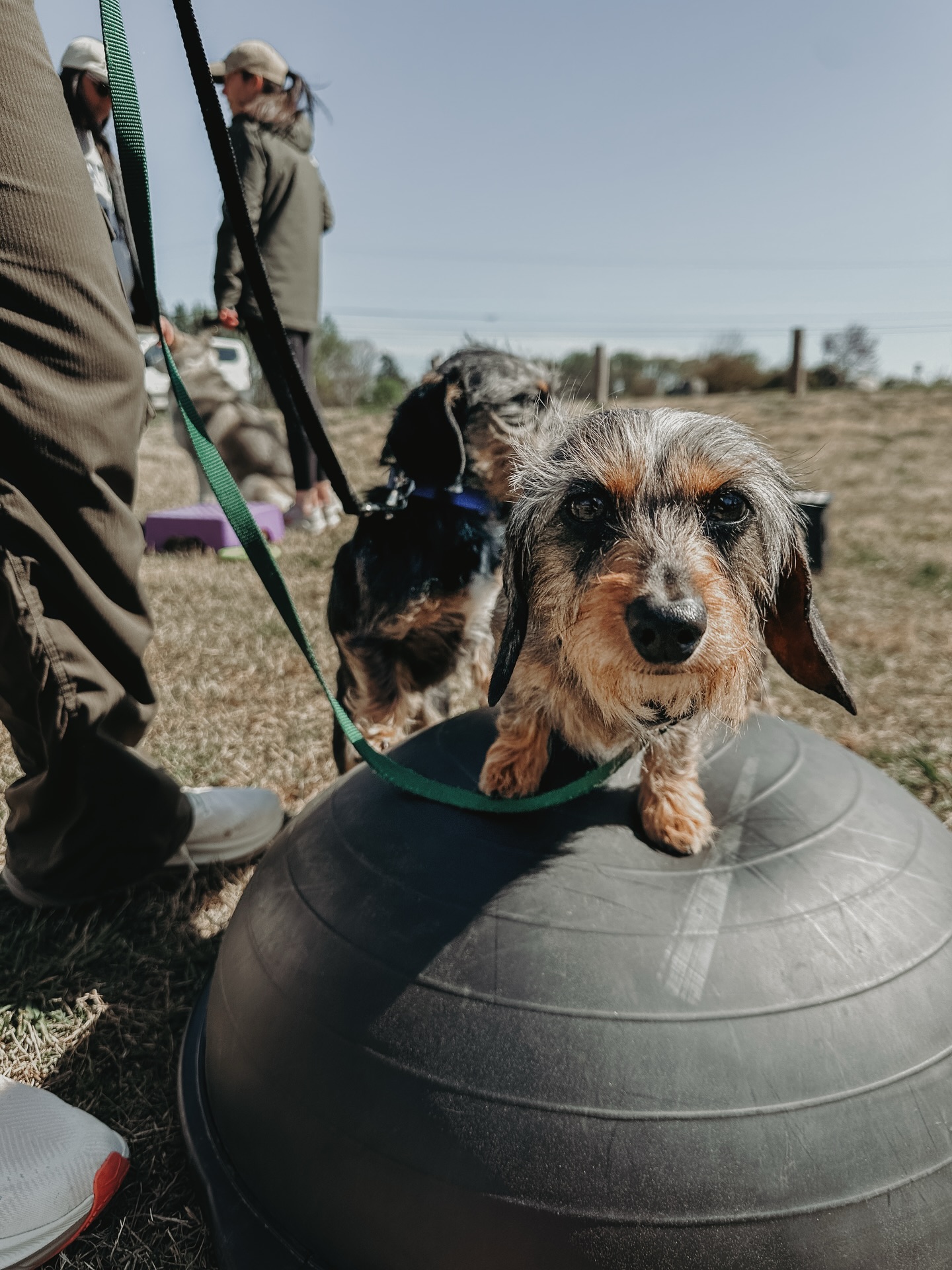 Smokey is here to tell you that we have group class this Saturday 4/18! Make sure you&rsquo;re signed up and we&rsquo;ll see you guys this weekend!👏🥰

.
.
.
.

