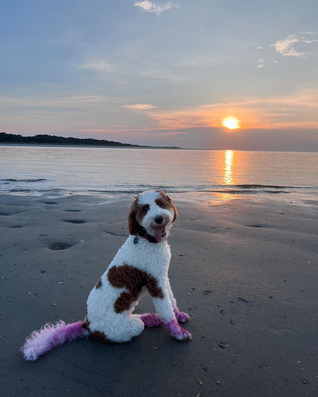 Willow having fun at the beach off-leash!😍

Who doesn&rsquo;t love a beach trip?!🌊

.
.
.
.

