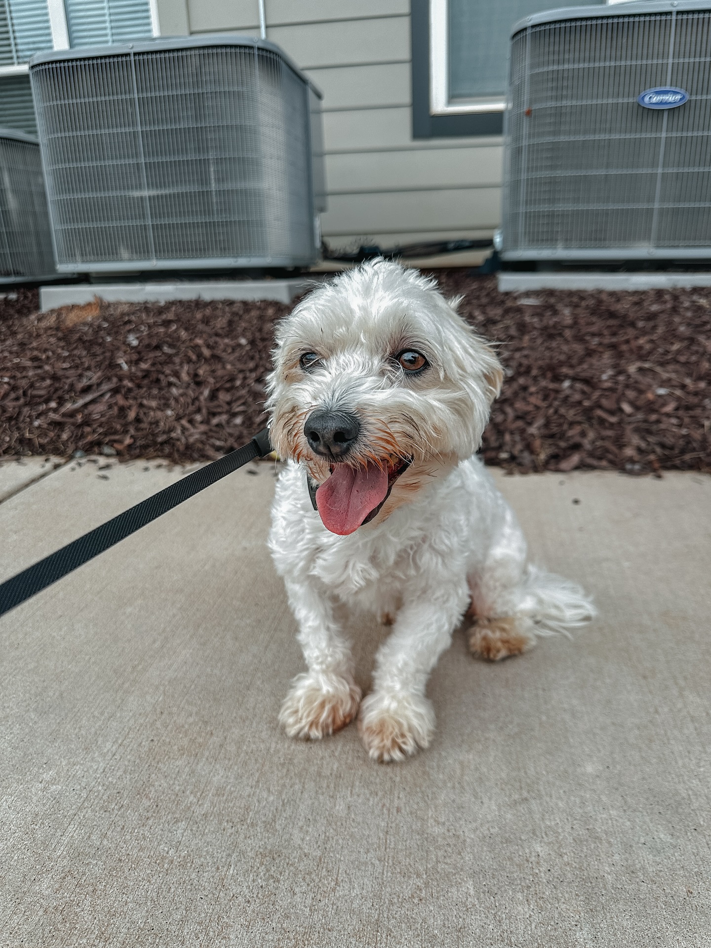 Look at this little cutie pup!🥰

Silas’s mom knew her dog was smarter than he was letting on and they were having a tough time on walks with barking. 

Turn to now - if anything he lets out one small “woof” and instantly responds to the “off” command. Majority of the time he doesn’t make a peep - that’s after ONE session! Throughout the next 4 sessions Silas will continue to gain confidence in himself and his mom to guide him through life. 

If this sounds like something you are going through give us a call at 980.680.2030 to get your dog training journey started!🐶🙌🏼

.
.
.
.

