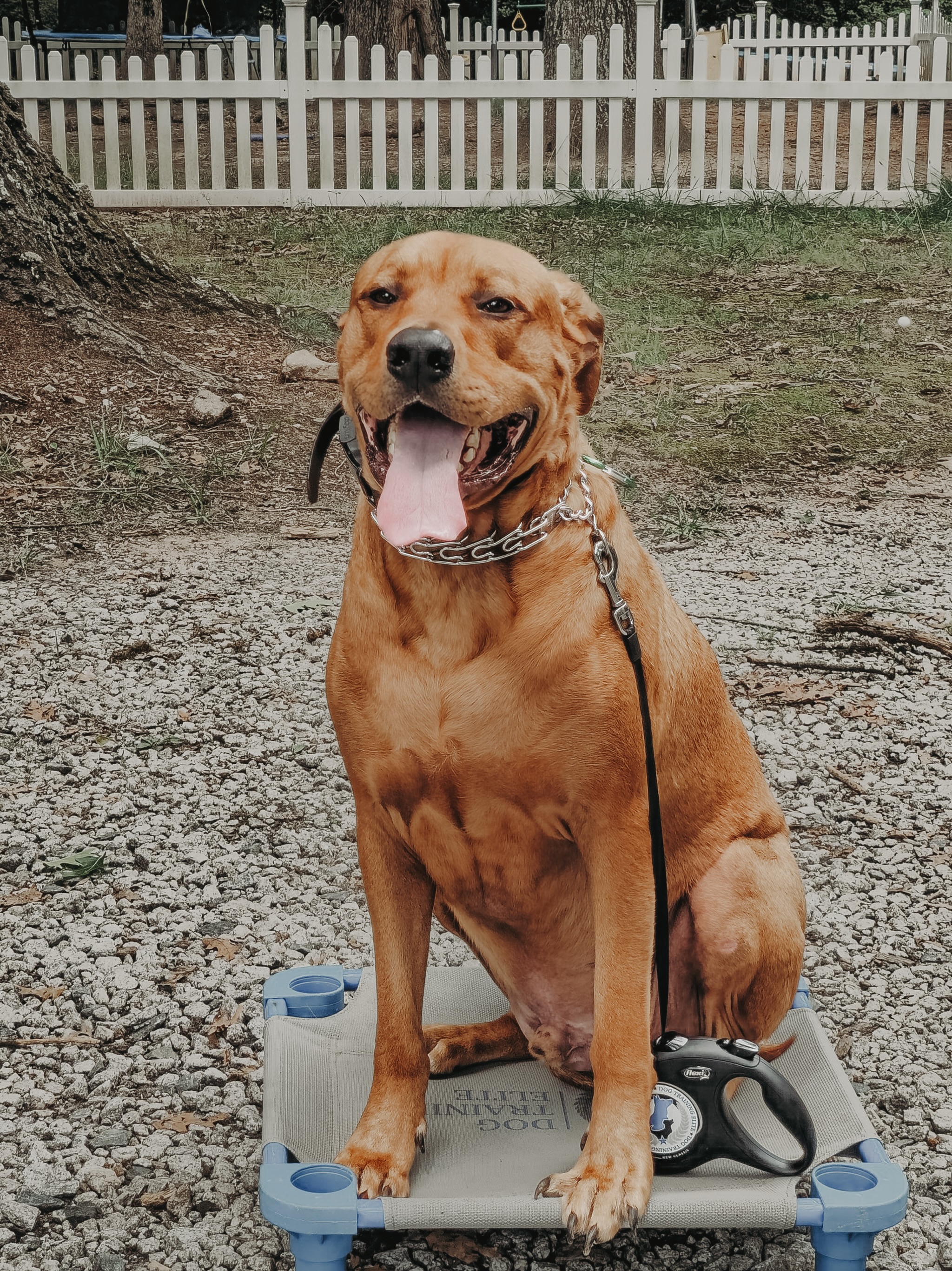 Max mastering &ldquo;place&rdquo; one rep at a time💪

Dogs can learn pretty quickly. The reliability part comes from practice and consistency!🤩

.
.
.
.

