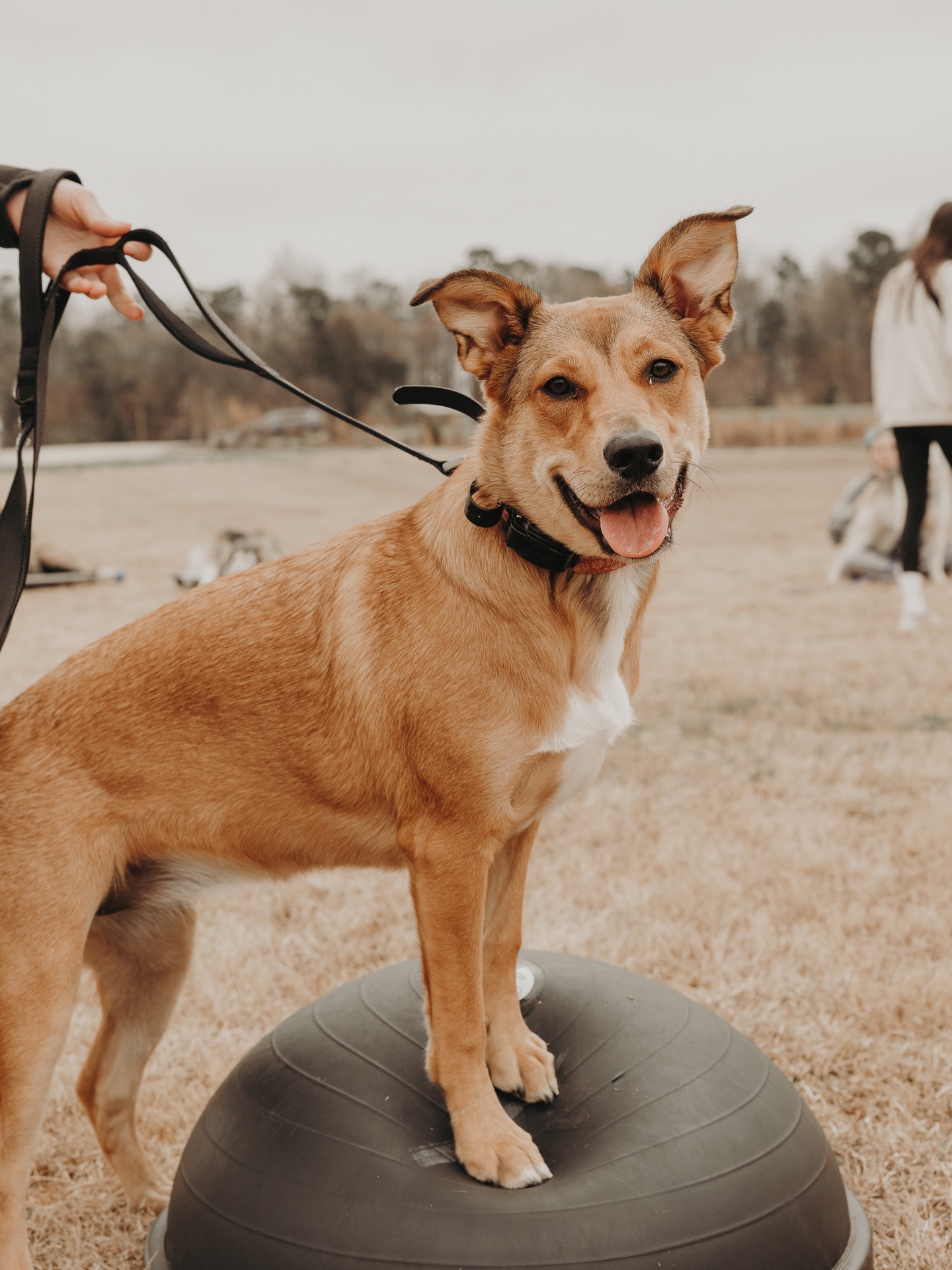 Willow living her best life at group class!😍

She&rsquo;s only been to a handful of group classes so far and each class she&rsquo;s gotten better at ignoring her urges to want to play with the other dogs - which was her biggest distraction even during her one-on-one in home sessions. She has been more focused on her owner which is exactly what we&rsquo;re looking for to get her ready for service dog training!👏

.
.
.
.

