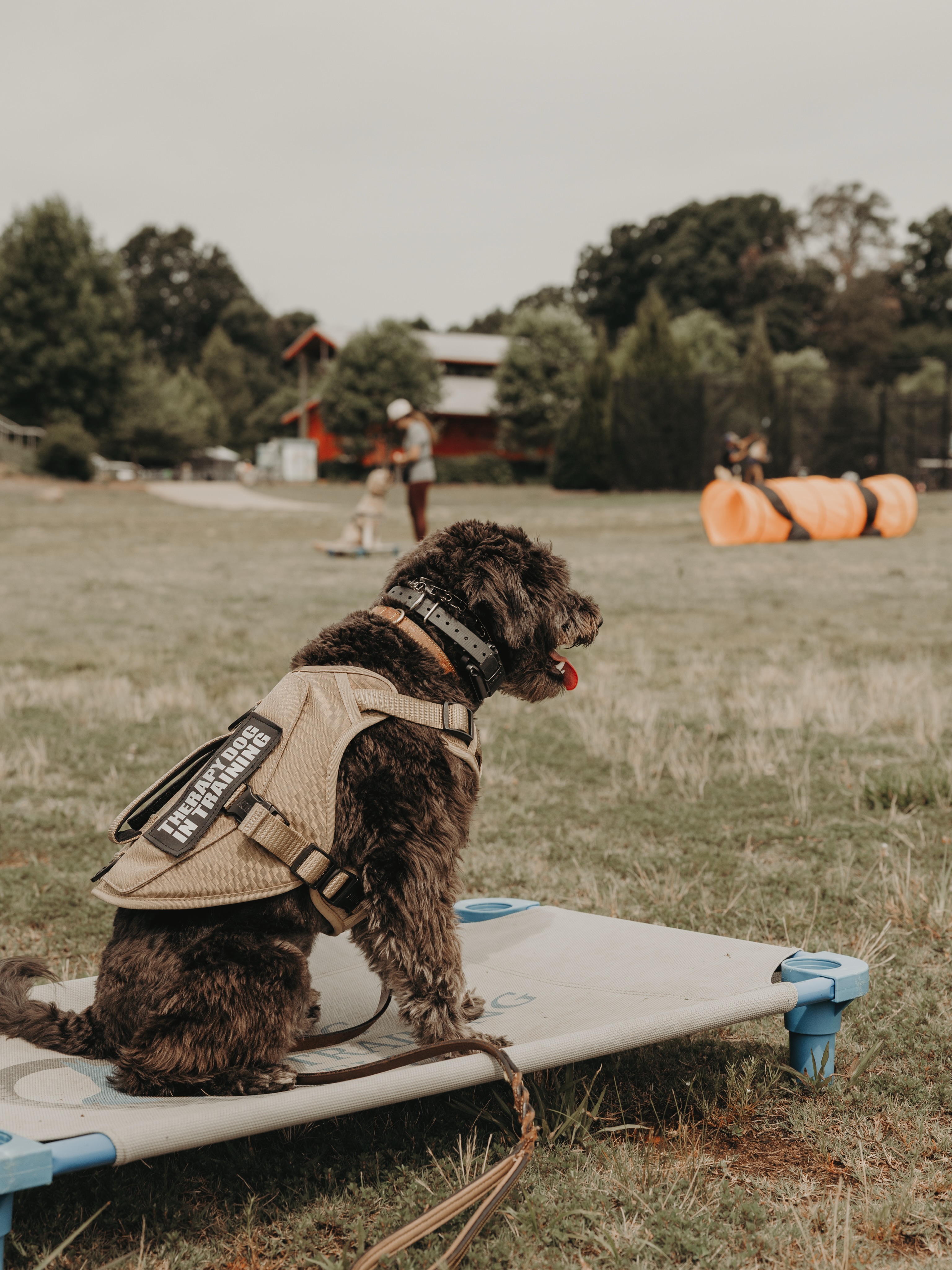 &ldquo;Place&rdquo; might look simple, but it can completely change life at home. 🐾

A reliable place command gives your dog a clear job when:

&bull; Guests come through the door
&bull; You&rsquo;re cooking or eating dinner
&bull; The doorbell rings
&bull; Kids are running around
&bull; You need them to settle instead of pacing, jumping, or begging

We don&rsquo;t just want dogs who know commands, we want dogs who understand how to stay calm and make good choices in everyday situations!👏

.
.
.
.

