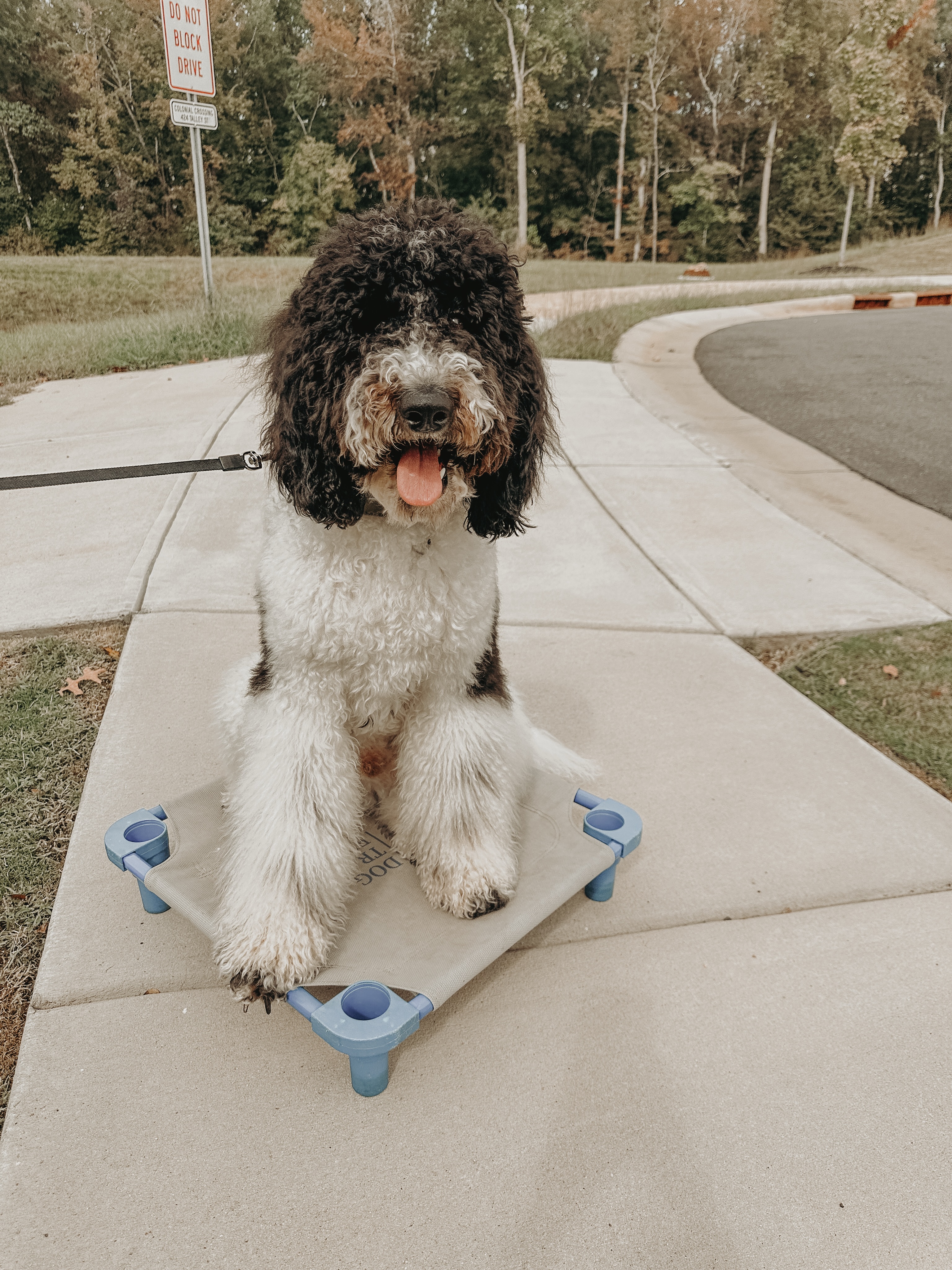 Introducing Benji!🐶

Benji was giving his mom trouble on walks and overall just doing whatever he wanted, whenever he wanted. If that sounds familiar, give us a call at 980.680.2030 to get your dog training journey started!🤩

.
.
.
.

