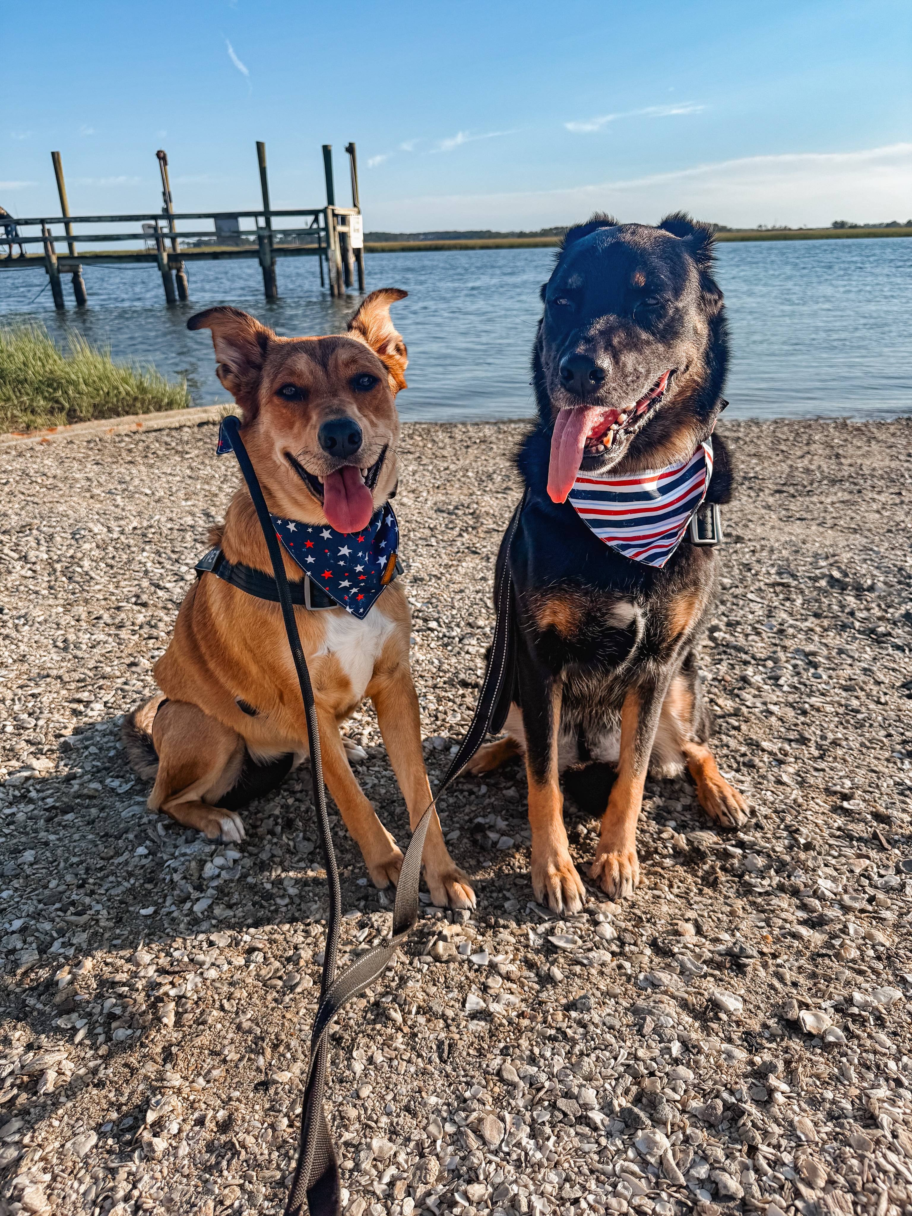 Willow and Sophie are enjoying their summer vacation!🐶🌊

.
.
.
.

