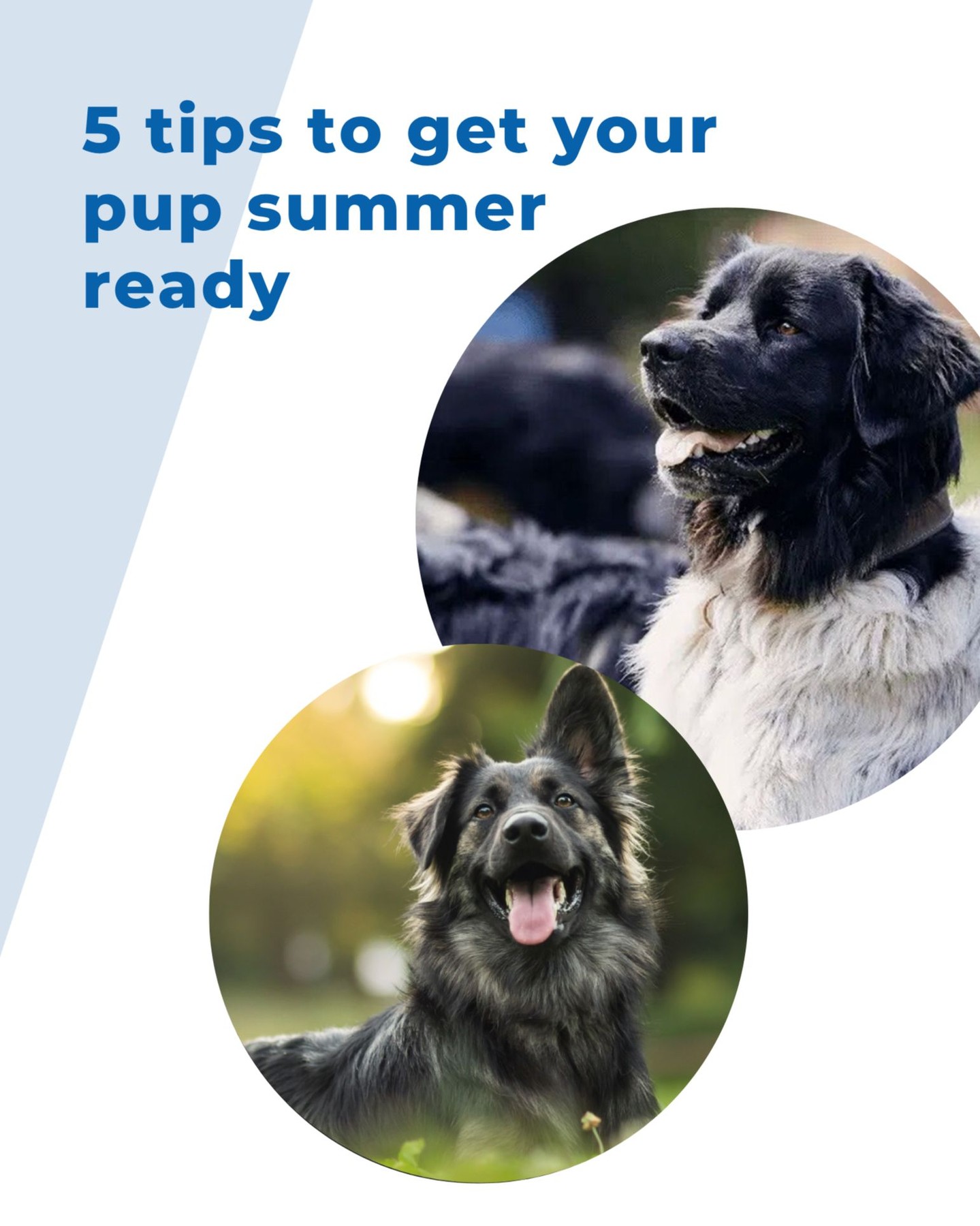 5 Summer Tips to Keep Your Pup Safe ☀️🐾

Hydrate – Always have cool, fresh water available
Exercise smart – Walk early or late to avoid peak heat
Groom regularly – Brush to reduce overheating (don’t shave)
Protect paws – Avoid hot pavement, use dog-safe sunscreen
Keep it cool – Provide shade, splash time, and flea/tick protection

Enjoy a fun, safe summer with your pup!
 👍 Like & follow for more tips

Like this post and follow for more!




