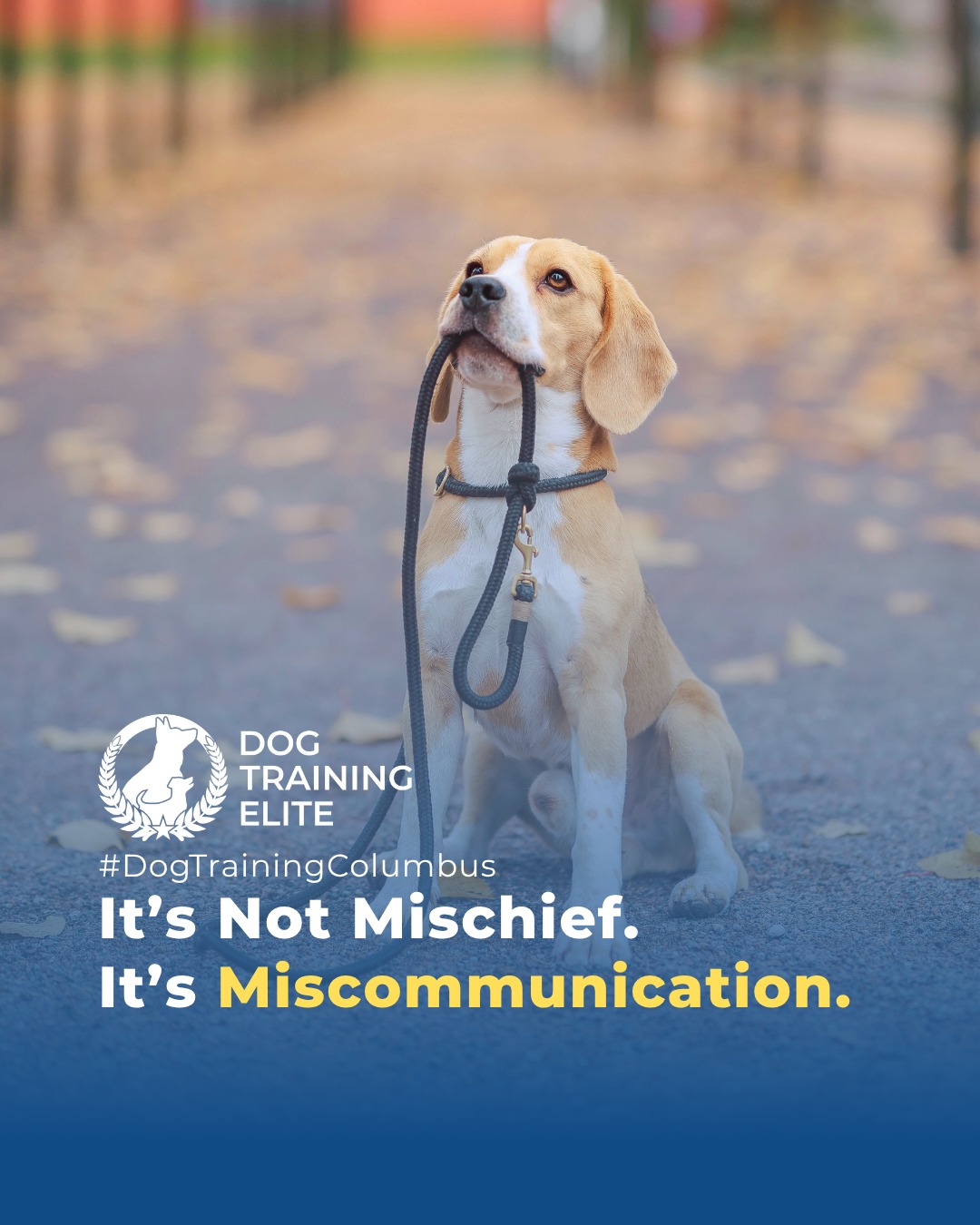Most “bad” behavior isn’t bad at all; it’s miscommunication. 🐾

 When dogs chew, jump, or ignore commands, they’re not being disobedient; they’re responding to unclear signals.

Dog Training Elite Columbus helps bridge that gap. Through clear guidance and positive reinforcement, we teach both dogs and owners how to communicate with confidence and trust.

From calm greetings in German Village to focused walks through Columbus, we turn confusion into connection, one command at a time.

📅 From basic obedience to advanced service dog training, Dog Training Elite Columbus helps dogs near Ohio Stadium build better behavior and stronger bonds this fall. 🐾
 📍 https://maps.app.goo.gl/JwaYdXaHjbuPUPAg9



