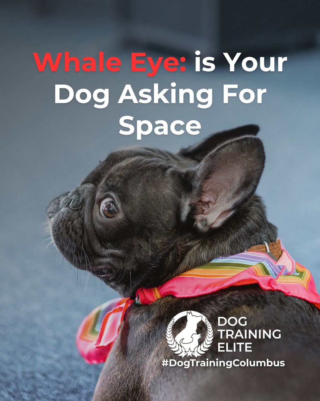 Ever notice the white part of your dog&rsquo;s eye showing when they turn their head? This is known as whale eye, a common stress signal dogs use to communicate discomfort.

Whale eye often appears when a dog feels overwhelmed, pressured, or unsure of a situation. It&rsquo;s not bad behavior. It&rsquo;s communication. Recognizing it early helps prevent escalation and supports safer interactions.

You might see whale eye during:
 👀 Tight hugs or restraint
 👀 Resource guarding moments
 👀 Unfamiliar people or environments
 👀 High-pressure training or handling

When you notice whale eye, the best response is to reduce pressure, create space, and reassess the situation. Thoughtful training focuses on building confidence and trust, not forcing compliance.

Understanding these subtle cues allows you to support calmer behavior and stronger communication over time.

🐾 From basic obedience to advanced service dog training, Dog Training Elite Columbus helps dogs near Hilliard build better behavior and stronger bonds this season. 🐾
 📍 https://maps.app.goo.gl/JwaYdXaHjbuPUPAg9


