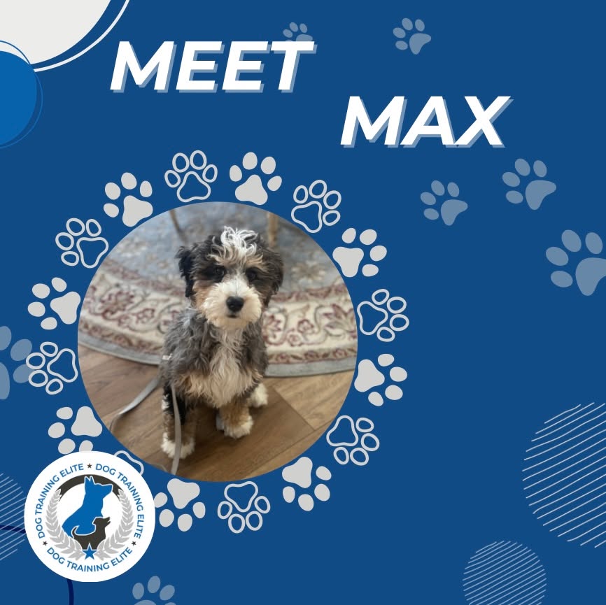 They should not even be aloud to make them this cute! Max is a 3 month old Bernedoodle, he is going through our Platinum Plus Program! Fun Fax about Max: He is part shark, His favorite snack is toilet paper, and he now goes potty outside!

 