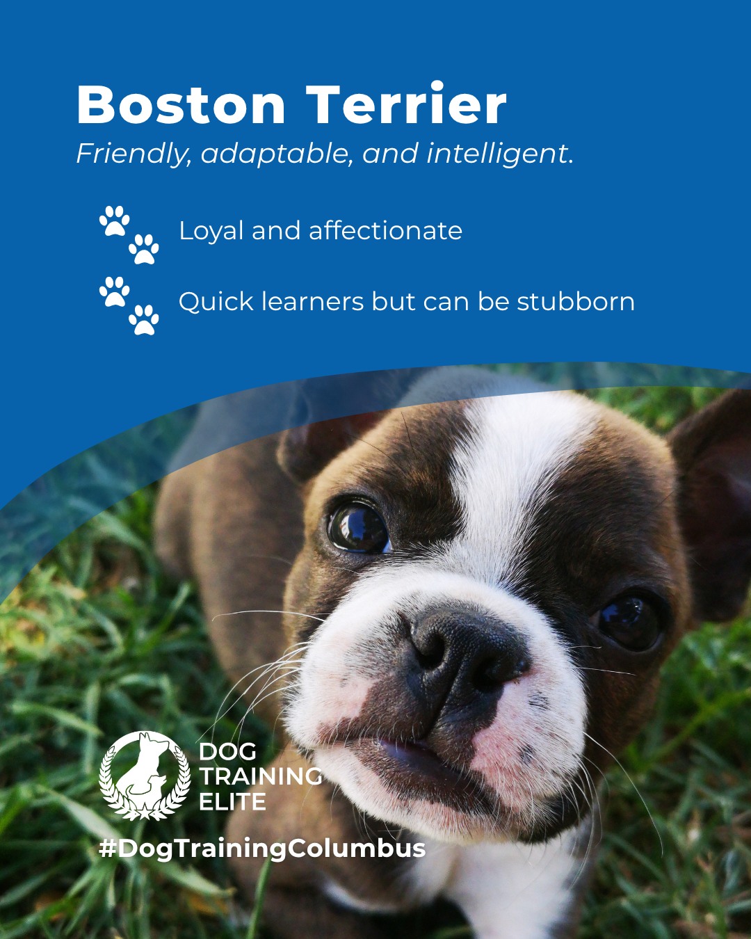 Big personality in a small package, that’s the Boston Terrier. 🐶💥

Full of charm (and sometimes a little mischief), these pups thrive when their energy has direction. Dog Training Elite Columbus helps channel that enthusiasm into focus and reliable obedience at home, in German Village , or on walks through Columbus.

 Because a well-trained Boston isn’t just cute, they’re unstoppable!

🎯 From basic obedience to advanced service dog training, Dog Training Elite Columbus helps dogs near Ohio Stadium build better behavior and stronger bonds this fall. 🐾
 📍 https://maps.app.goo.gl/JwaYdXaHjbuPUPAg9

 
