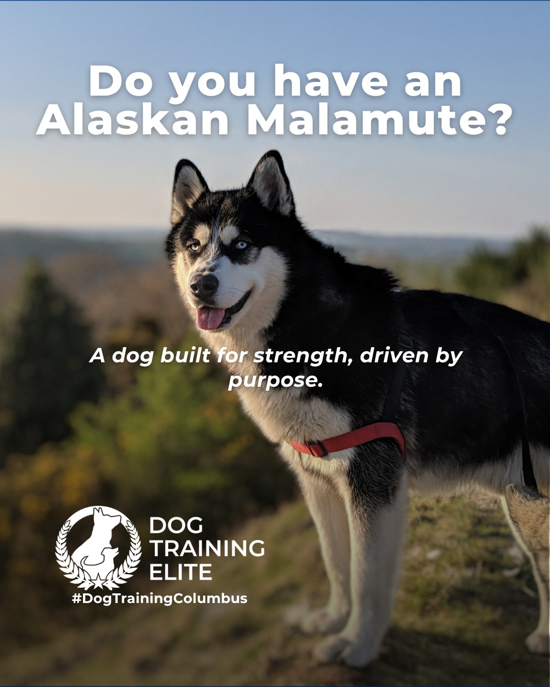 Big energy and even bigger purpose. Alaskan Malamutes were bred for hard work, long distances, and teamwork in extreme conditions. That history shows up today in their strong working drive and need for structure.

This breed thrives with clear expectations, consistent training, and outlets that challenge both body and mind. Without guidance, their independence can turn into stubbornness. With the right structure, Malamutes become focused, confident companions who enjoy having a job.

Training that channels their natural drive helps build reliability, calm behavior, and a stronger bond at home and in public.

Make better behavior your first win of the year. Book your free in-home evaluation and see why Dublin and Westerville dog owners choose Dog Training Elite for real, lasting results.
 📍 https://maps.app.goo.gl/JwaYdXaHjbuPUPAg9



