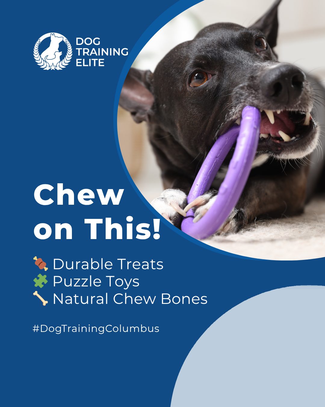 Save your shoes and give your dog something to chew!

Chewing is a natural behavior that helps dogs explore the world, relieve stress, and maintain healthy teeth and gums. 

To guide this behavior effectively:
 🍖 Offer high-value, durable treats that satisfy their urge to chew
 🧩 Provide puzzle toys or treat-dispensing toys to challenge their minds
 🦴 Introduce safe chew items like natural bones, antlers, or dental chews
 ⏱️ Use short, frequent training sessions to reinforce which items are appropriate

🐾 From basic obedience to advanced service dog training, Dog Training Elite Columbus helps dogs near Ohio Stadium build better behavior and stronger bonds this fall. 🐾



