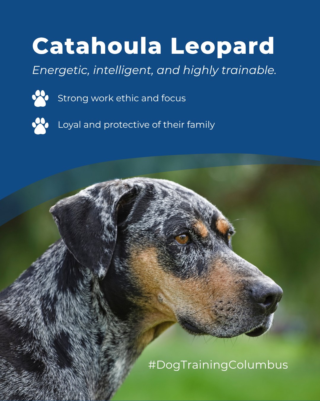 🐾 Breed of the Week: Catahoula Leopard Dog

Catahoula Leopard Dogs are smart, confident, and full of energy, making them excellent candidates for obedience and service training. With consistent guidance and balanced reinforcement, their natural drive becomes a reliable, well-mannered companion.

🎯 From basic obedience and leash manners to advanced service dog training, Dog Training Elite Columbus provides professional in-home dog training that helps dogs near The Ohio Stadium and beyond become their best selves, right in your backyard. 🐾🏡


 
