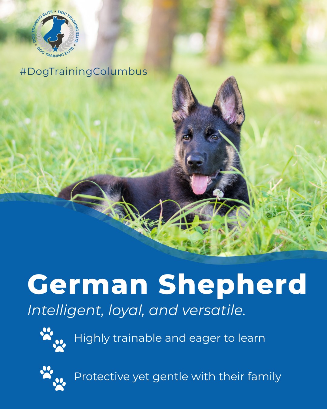 🐾 German Shepherd Training Tip from Dog Training Elite Columbus

Smart, confident, and loyal, German Shepherds thrive with consistent, balanced training and mental stimulation. Their versatility makes them excellent service dogs and devoted family companions.

Our balanced training method is tailored to every breed and temperament. Whether you’re hiking through Ohio Stadium or strolling in Indian Run Falls, we’ll help your German Shepherd be obedient, confident, and reliable.

📍https://maps.app.goo.gl/JwaYdXaHjbuPUPAg9
 🎯Ready for a happier, calmer pup? 🐾 Schedule your free in-home evaluation and see why neighbors across Columbus, Hilliard, and Delaware count on Dog Training Elite.
 


