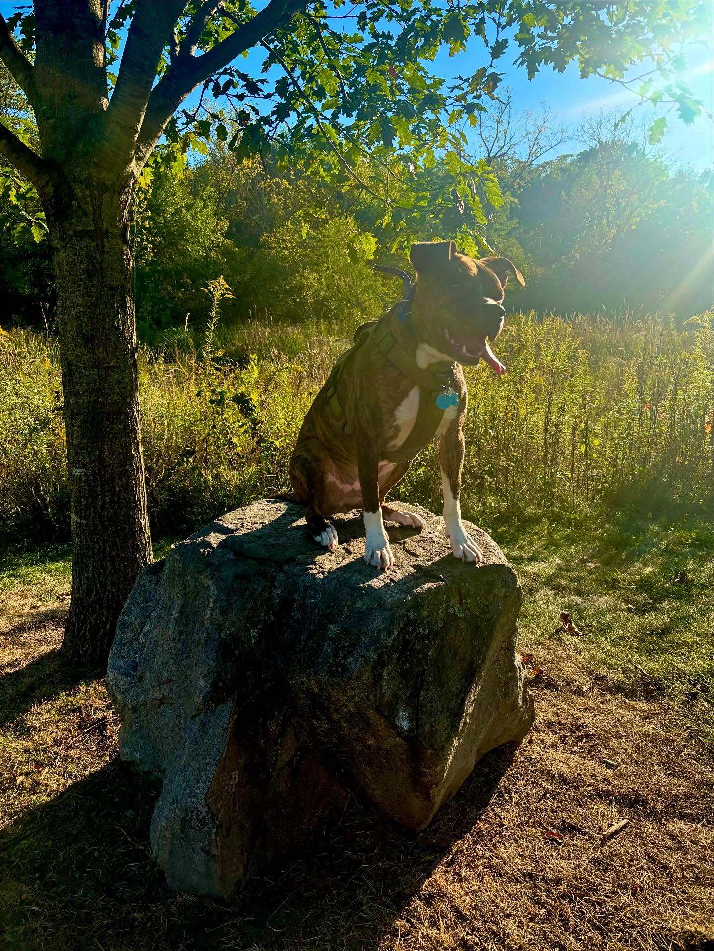 Brahms says it’s a good day to take a hike and you should take your dog!