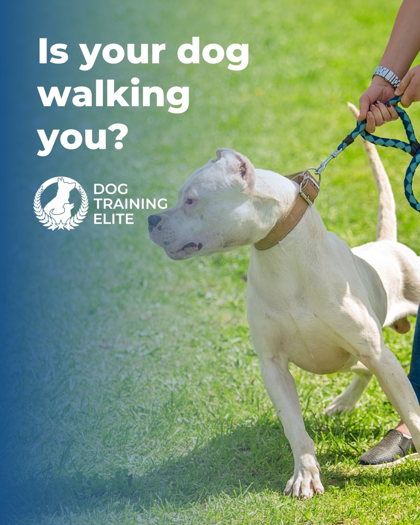Leash or lasso? 🤠🐶

 If your walks feel more like rodeos, it’s time to rein things in.

Our obedience training helps turn that wild energy into calm, controlled walks—so you can enjoy the neighborhood, not just survive it.

 Turn frustration into focus with our obedience training program.

Get your free evaluation:  https://dogtrainingelite.com/columbus?location=columbus




