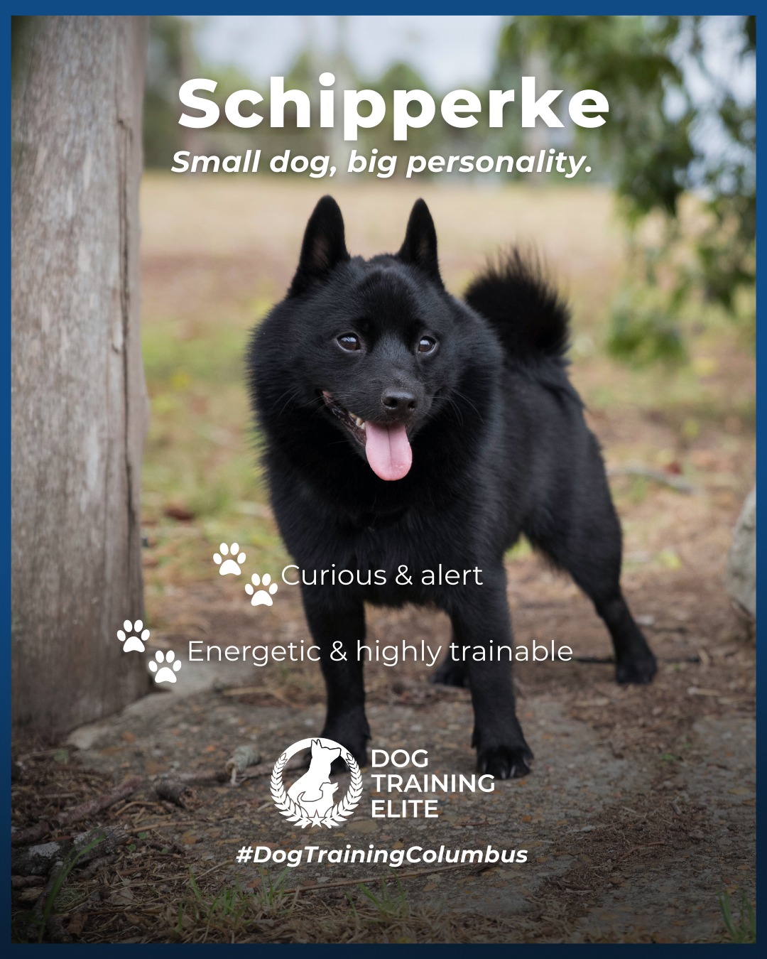 If you&rsquo;re looking for a dog with curiosity, energy, and smarts to spare, the Schipperke is a perfect match. This little black dynamo thrives when given mental stimulation, consistent guidance, and clear communication.

Training tip: Schipperkes excel when obedience exercises are combined with fun games that challenge their mind, it keeps them focused, confident, and happily engaged.

🐾 Make better behavior your first win of the year. Book your free in-home evaluation and see why Dublin and Westerville dog owners choose Dog Training Elite for real, lasting results.
 📍 https://maps.app.goo.gl/JwaYdXaHjbuPUPAg9


