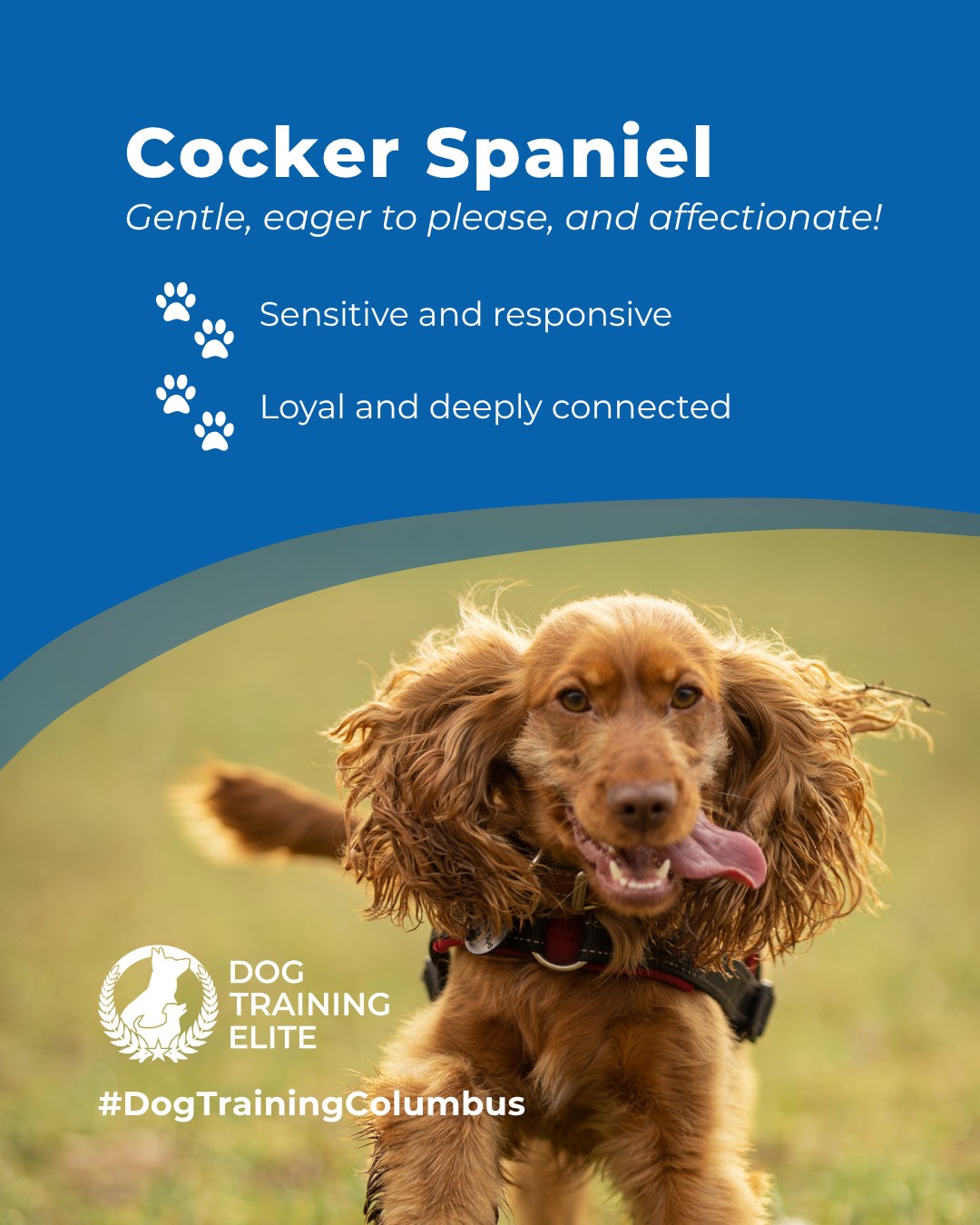 🐾 Breed of the Week: Cocker Spaniel

Gentle, affectionate, and eager to please, Cocker Spaniels thrive when given balanced guidance. Their sensitivity makes them quick learners and devoted family companions.

🐾 Schedule your free in-home evaluation today and see why families in Columbus, Dublin, and Newark trust Dog Training Elite for real results.


