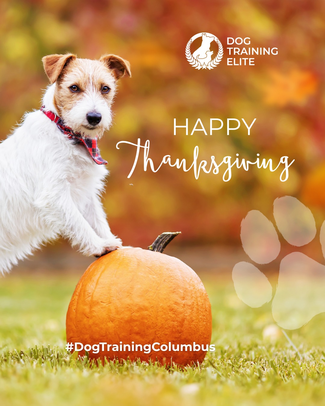 Pass the turkey... and the good behavior! 🦃🐶

We’re thankful for the dogs who teach us patience, laughter, and loyalty, and for the owners who put in the work to help them shine.

From polite table manners to peaceful holiday walks, Dog Training Elite Columbus helps families enjoy every moment together this season.

🎯 From basic obedience to advanced service dog training, Dog Training Elite Columbus helps dogs near Ohio Stadium build better behavior and stronger bonds this fall. 🐾
 📍 https://maps.app.goo.gl/JwaYdXaHjbuPUPAg9



