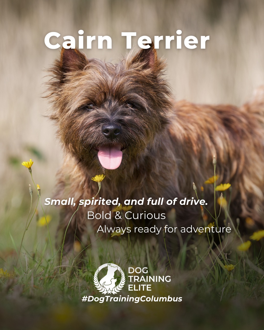 The Cairn Terrier is small, spirited, and full of drive. These dogs love to stay busy, problem-solve, and explore, which means structure and clear communication make a huge difference in their day-to-day behavior.

Training Tip: Cairn Terriers thrive when their minds stay busy. Rotate puzzle toys, practice short obedience sessions throughout the day, and incorporate scent-work games to satisfy their natural hunting instincts.

🐾 Make better behavior your first win of the year. Book your free in-home evaluation and see why Dublin and Westerville dog owners choose Dog Training Elite for real, lasting results.
 📍 https://maps.app.goo.gl/JwaYdXaHjbuPUPAg9


