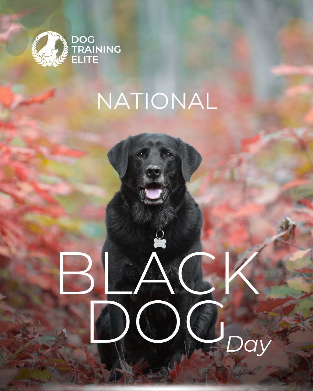 🐶✨ Celebrating Black Dogs Everywhere!
 From loyal companions to playful partners, these pups bring joy in every wag and cuddle. Show off your black dog today, drop a pic in the comments! 🖤📸

🐕 From basic obedience and leash manners to advanced service dog training, Dog Training Elite Columbus provides professional in-home dog training that helps dogs near The Ohio Stadium and beyond become their best selves, right in your backyard. 🐾🏡
 🎯 https://maps.app.goo.gl/JwaYdXaHjbuPUPAg9



