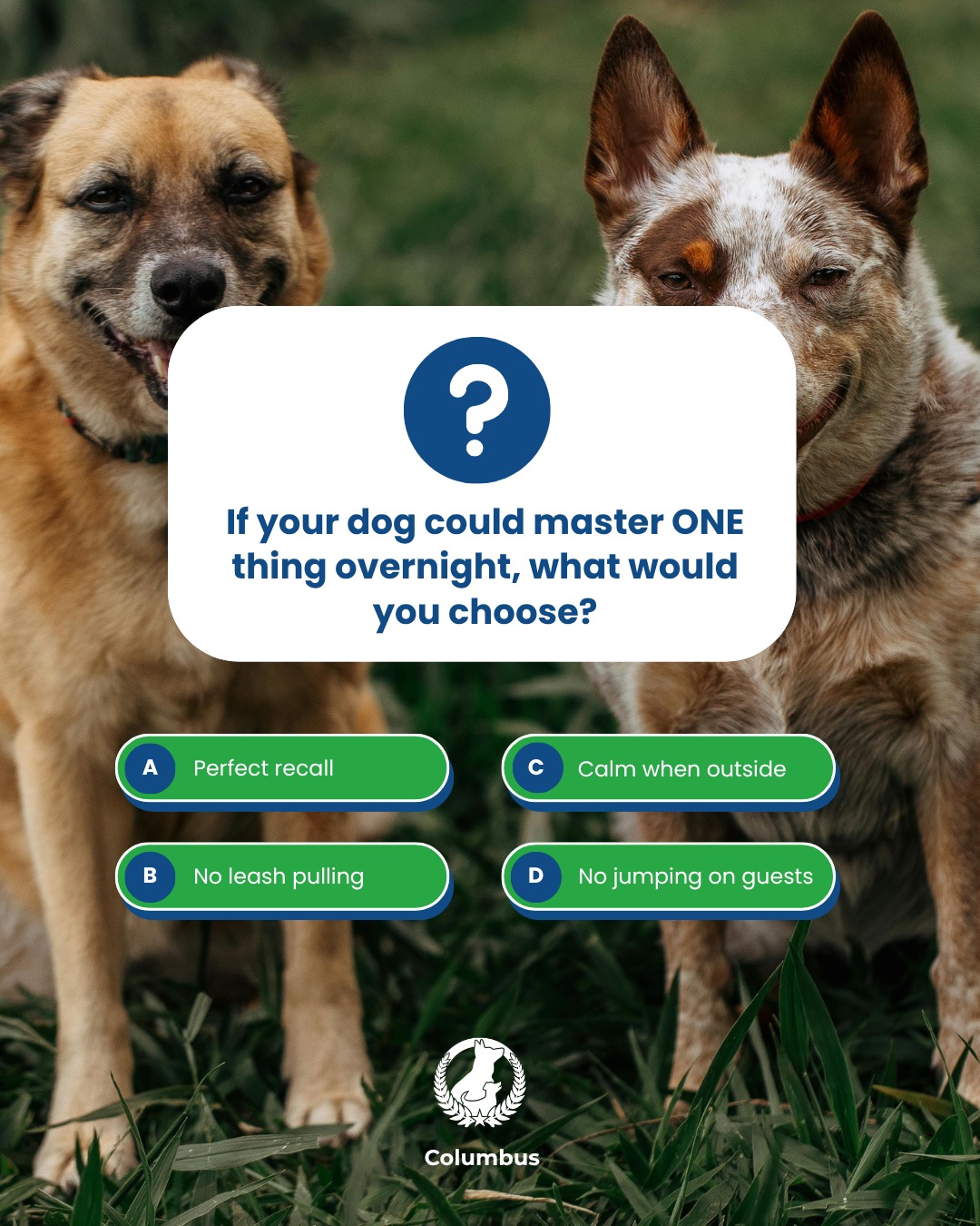 We want to hear from you! 

If your dog could wake up tomorrow having mastered ONE of these, which are you choosing?

Drop A, B, C, or D in the comments. 👇

At Dog Training Elite Columbus, we help dogs and their owners in Dublin turn training goals into real-world results.

