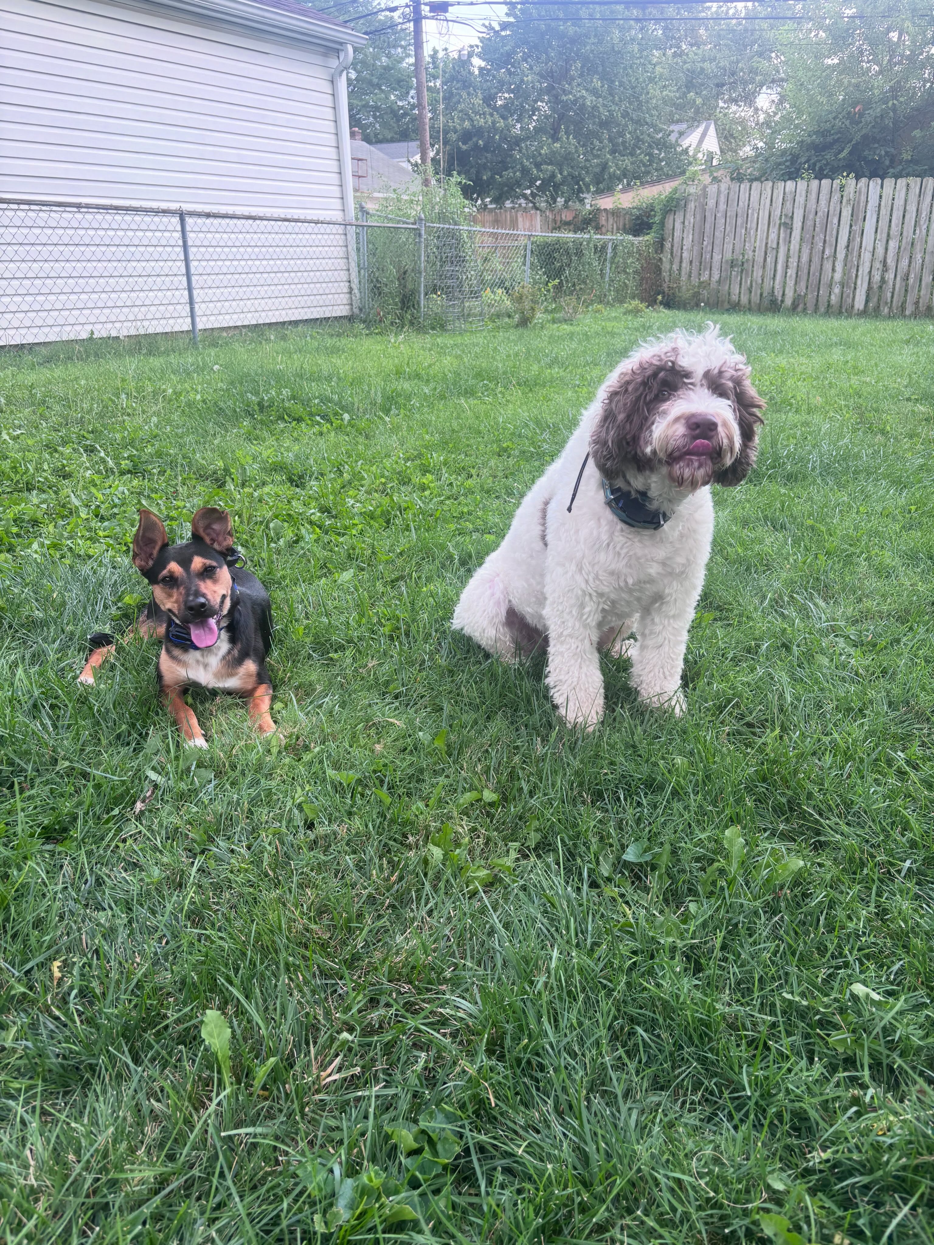 Maggie played for the first time in awhile today attacking leash reactivity next session.

