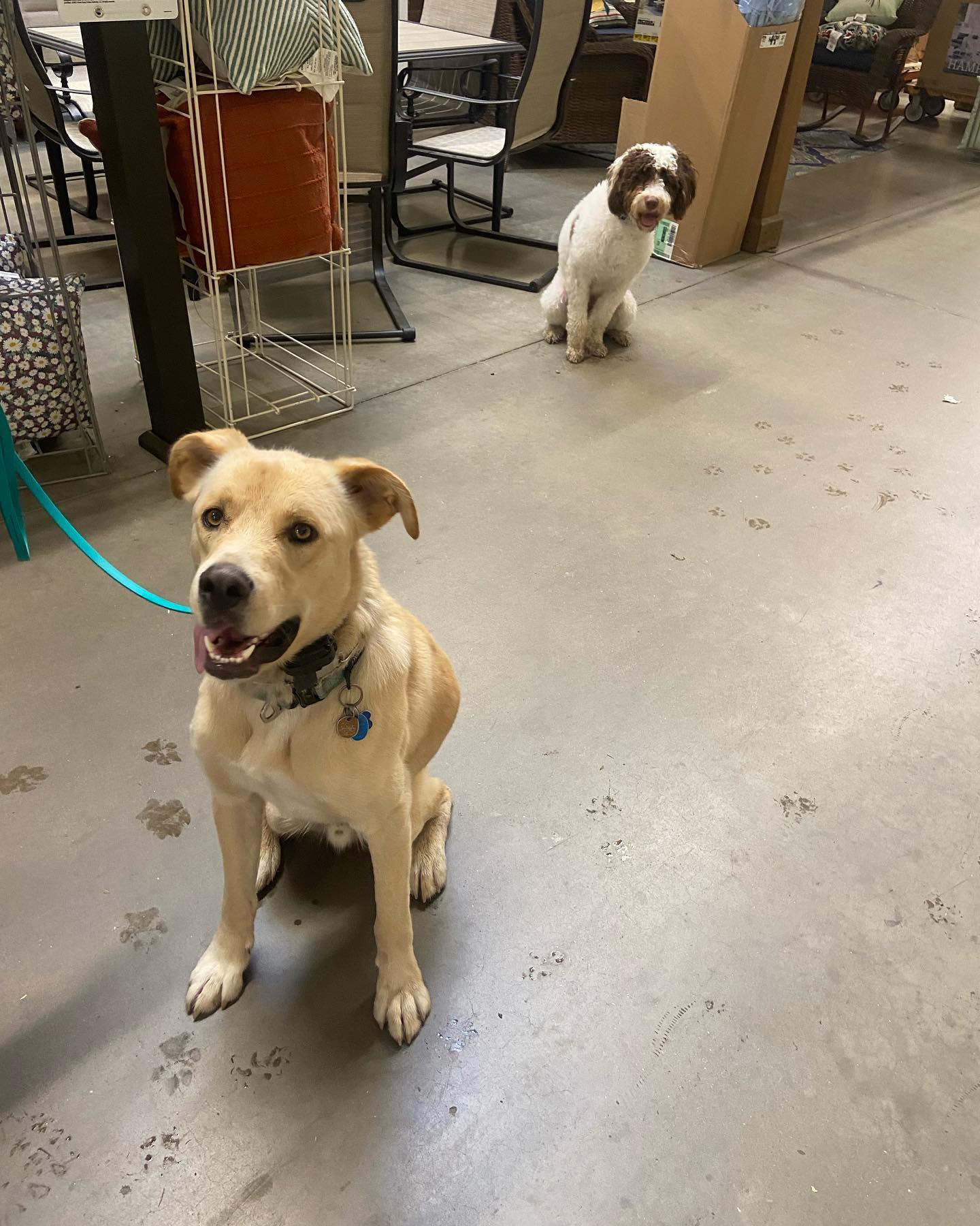 Happy Graduation Day to Nikko! Nikko&rsquo;s parents have worked so hard on him and he has gone leaps and bounds in obedience and confidence since we first met him. Proud of this team! On to group to join the rest of the squad!