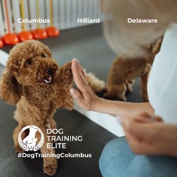 How old does my puppy have to be to start training? 

We have great news: starting to train your new best friend early is so important! 

Puppies can begin basic training as early as 8 weeks old, focusing on simple commands, safety, socialization, and confidence building. 

Early training sets the foundation for good behavior and prevents bad habits before they start.

At Dog Training Elite Columbus, our trainers use balanced, age-appropriate methods to make learning fun and rewarding for your new furry friend. Start early, build strong habits, and enjoy every milestone together.

Begin your training journey today with Dog Training Elite Columbus. 🐾