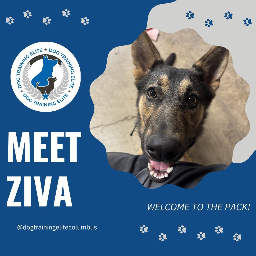 Introducing Ziva! 🐾

At just 8 months old, this German Shepherd is ready to learn. We can&rsquo;t wait to see all the progress she&rsquo;s going to make! ✨🐶

