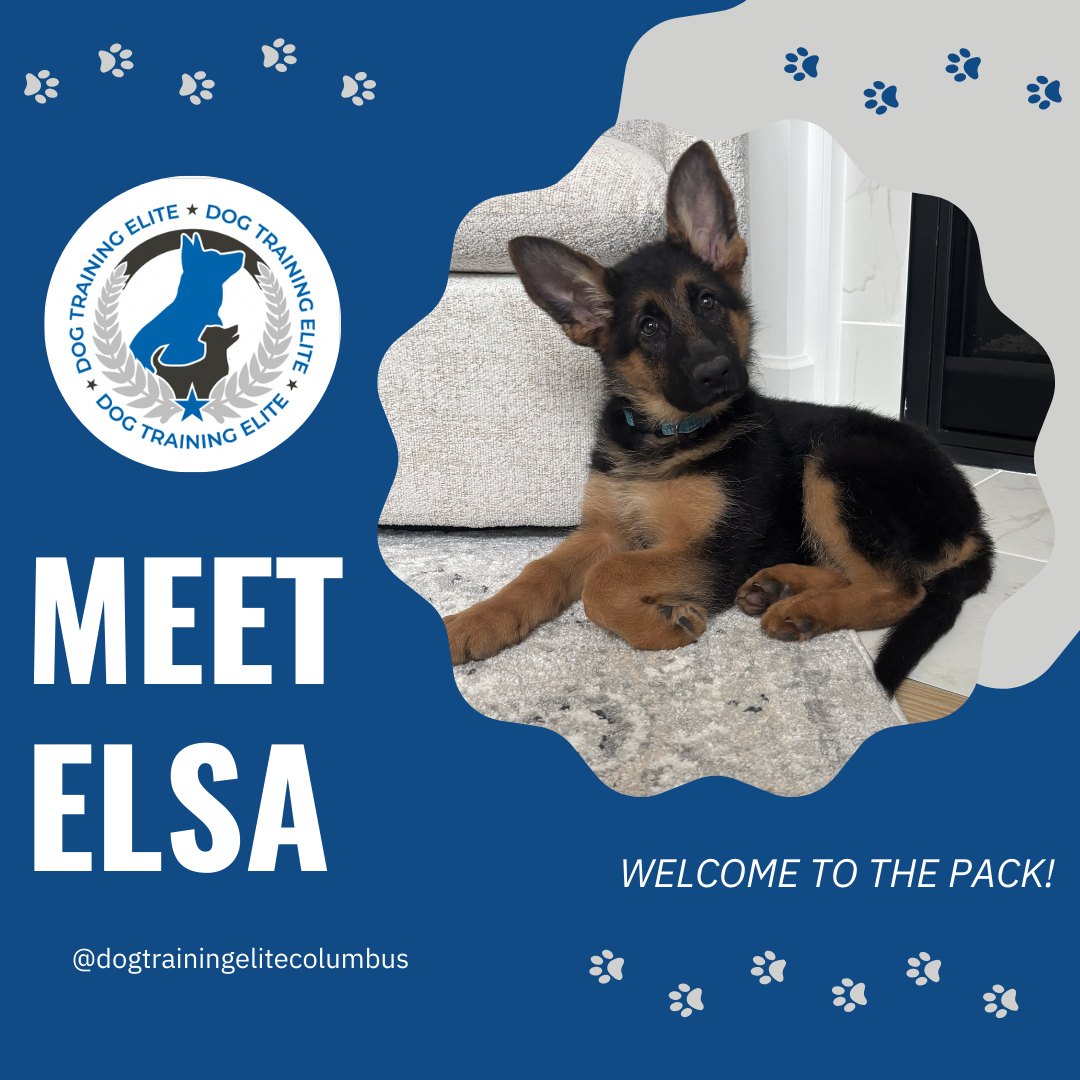 Meet Elsa! 🐾

This German Shepherd puppy just joined the DTE Columbus pack and is ready to learn, grow, and become the best pup she can be. We&rsquo;re excited to be part of her journey! 🐕&zwj;🦺 💙

