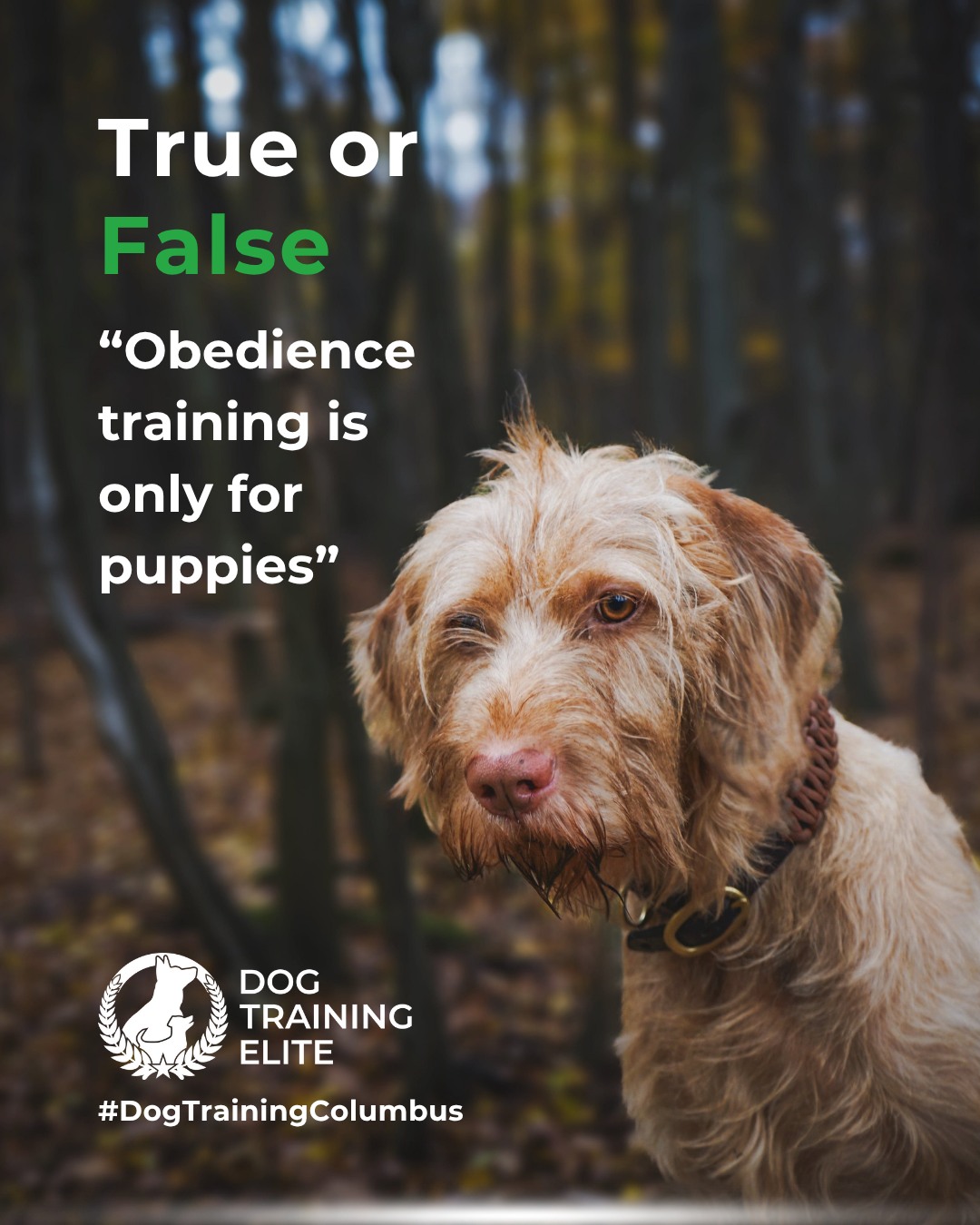 Obedience training isn’t just for puppies; it’s the foundation for a well-behaved, confident, and reliable dog at any age. 

From one-on-one sessions in Columbus to group training at Scioto Audubon Metro Park, Dog Training Elite Columbus’s specialized programs tailor training to your dog’s unique personality and needs. Whether it’s learning basic commands or mastering real-world distractions we are here for you and your pup.

🐾 Schedule your free in-home evaluation today and see why families in Columbus, Dublin, and Newark trust Dog Training Elite for real results.
 📍 https://maps.app.goo.gl/JwaYdXaHjbuPUPAg9


