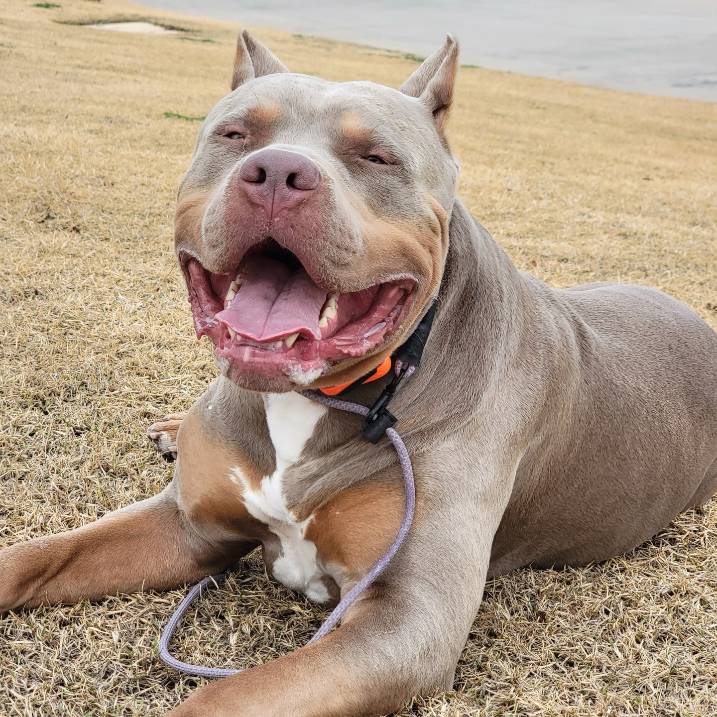 Who&rsquo;s a good dog? 🐕 Your dog after they complete their program with Dog Training Elite! 

Learn more about our lifestyle training by submitting the contact form found in our profile link!

