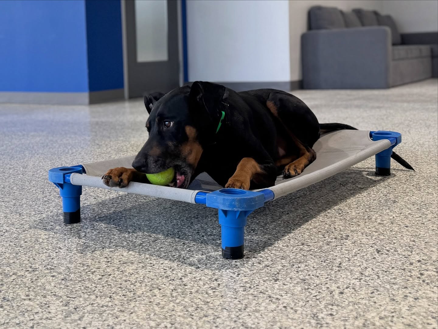 Friday night can be fun for everyone, a solid place command should be enough to let guests come over without dog behaviors sending them to run 

🐾 If you can&rsquo;t have guests over (or THEY think they can&rsquo;t come over) due to dog related behaviors, use the link in our bio to speak with our team about professional dog training solutions. 

